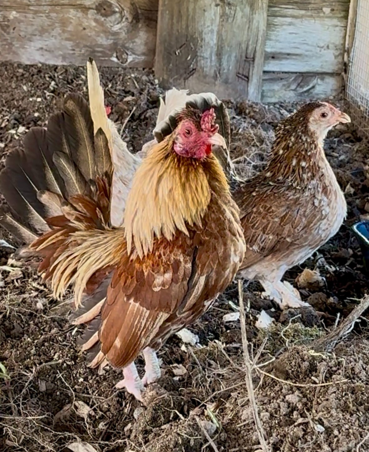 6 KikiRiki Bantam Hatching Eggs 100% Pure Puerto Rican