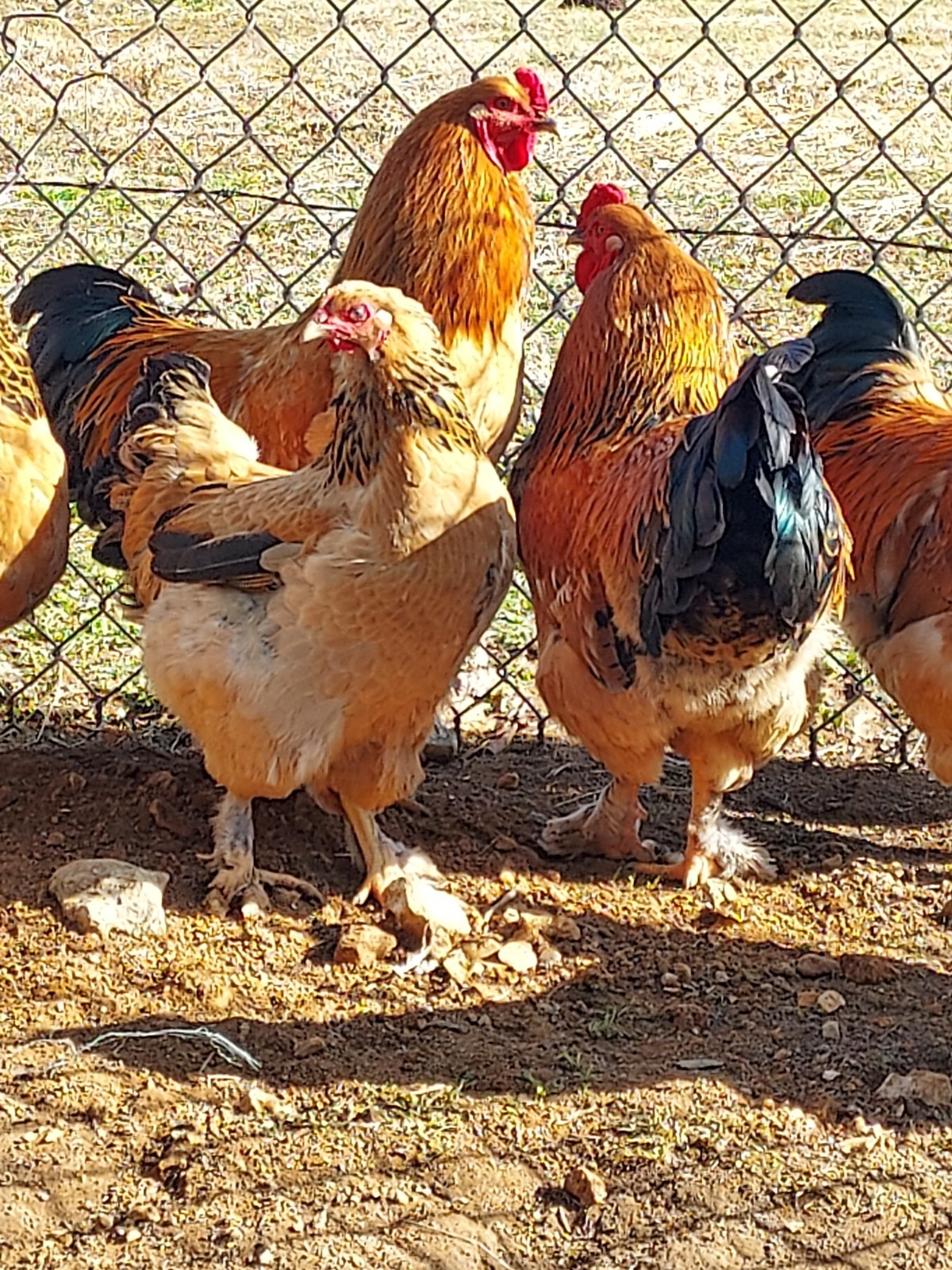 6 Purebred LF Buff Brahma Chicken Fertile Hatching Eggs! Gentle Giants!