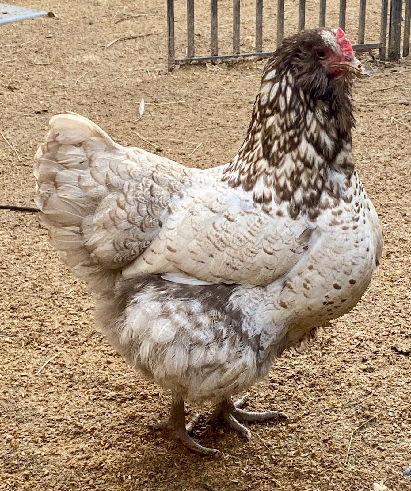 6 Chocolate Silver Laced Orpington Cross Chicken hatching Eggs They Are Stunning