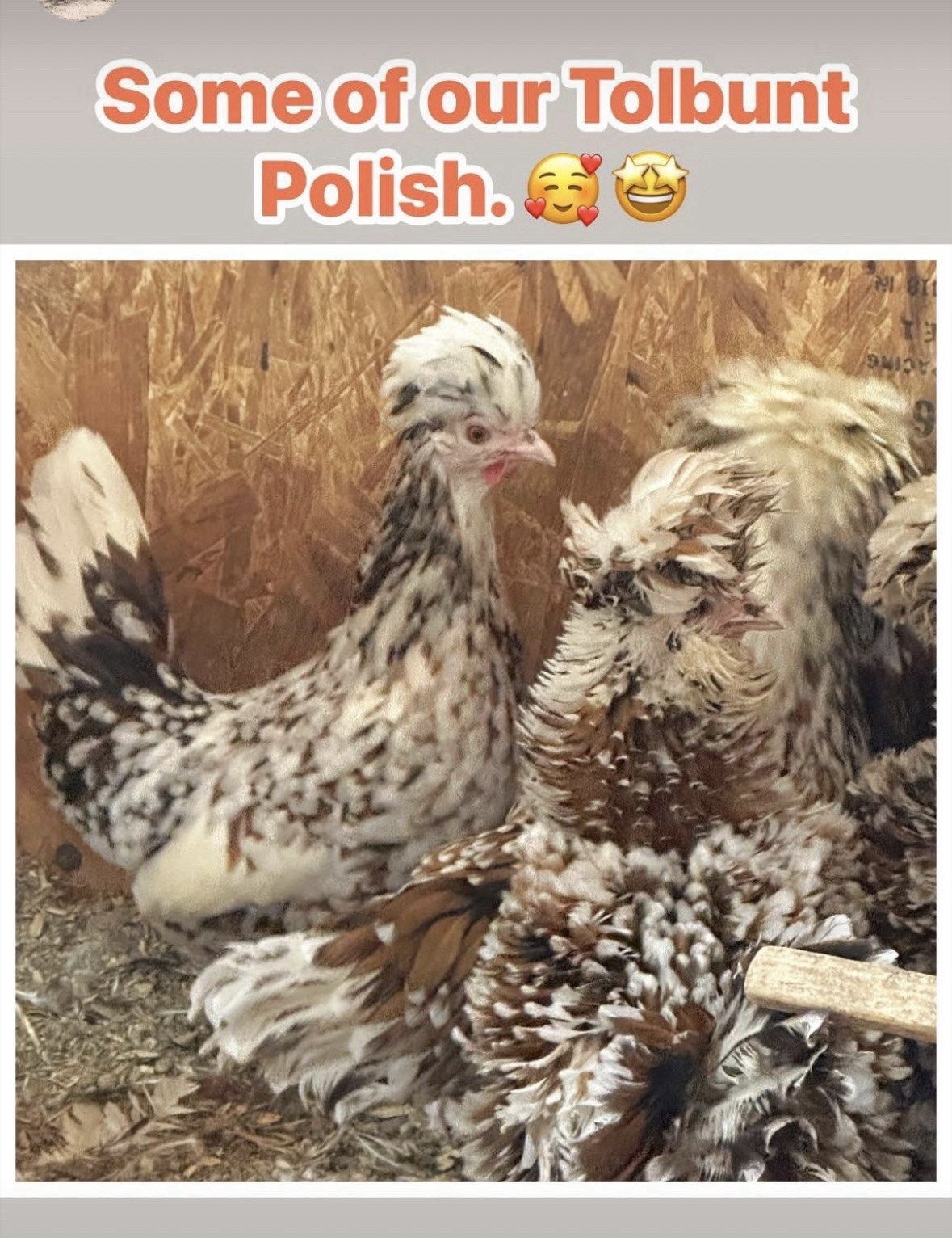 12 Tolbunt Polish Hatching Eggs (NPIP Certified)