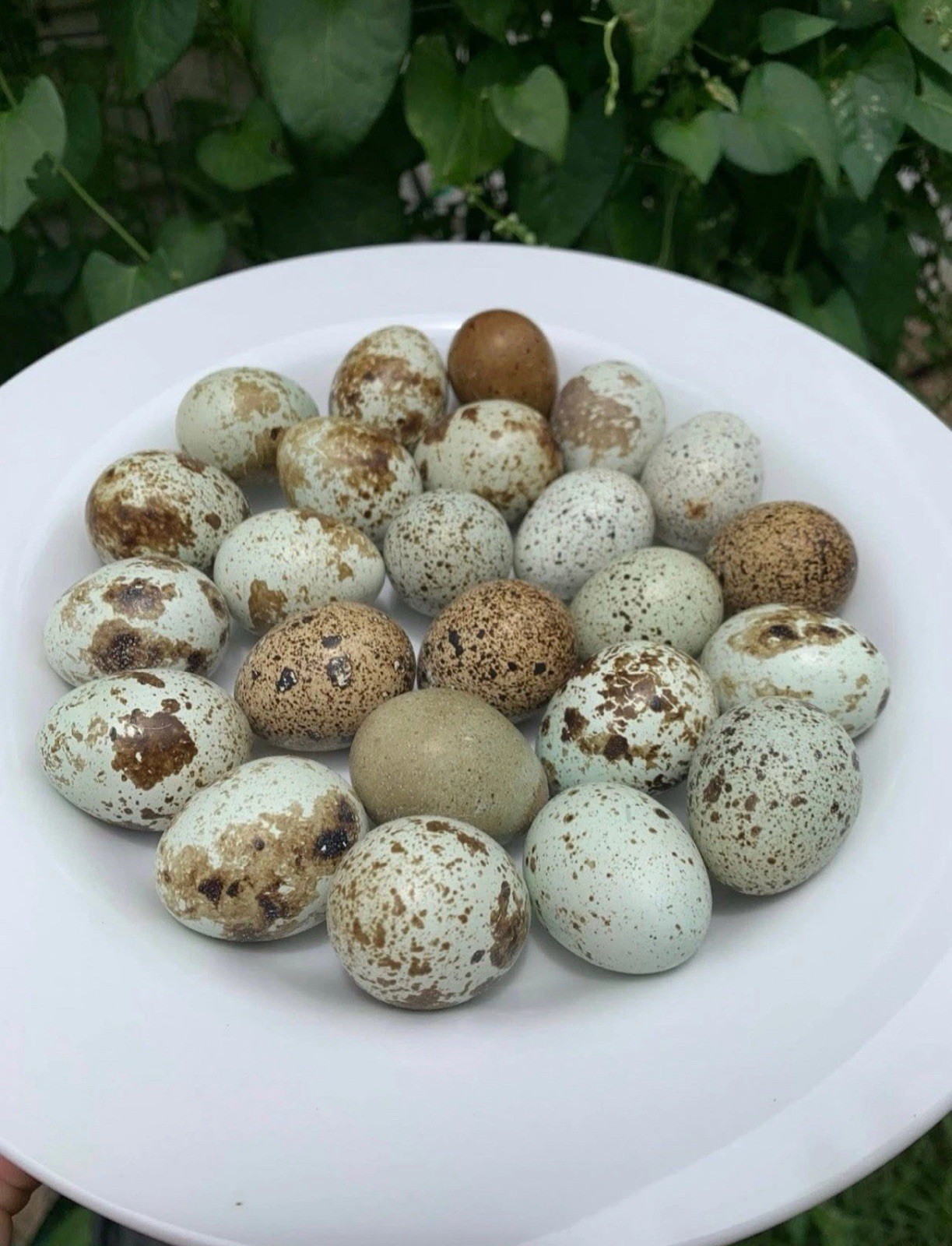 7+ Exotic Colors Coturnix Quail Hatching Eggs **Quick Shipping**