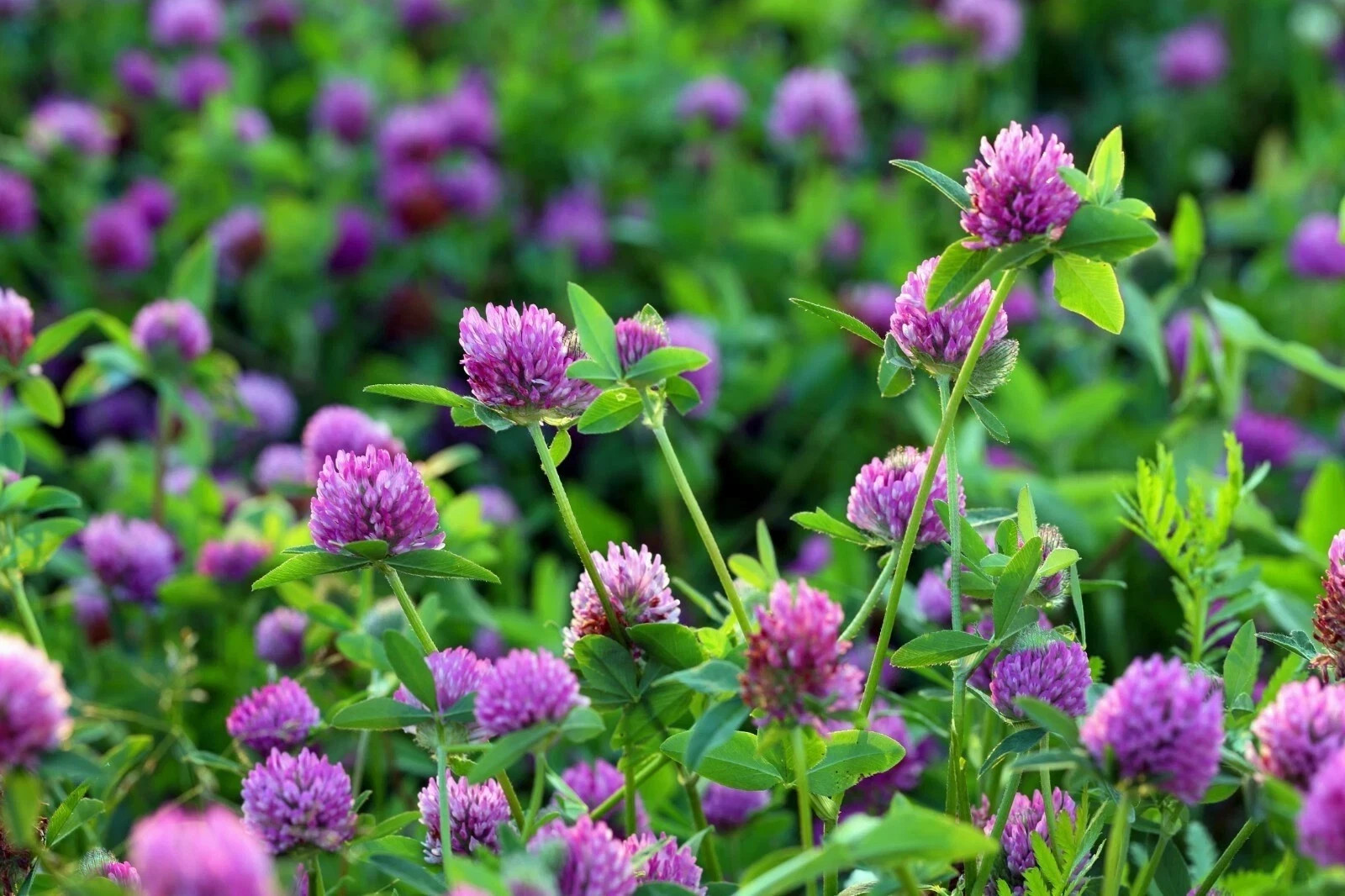 Medium Red Clover Raw Seed – Deer Food Plot Cover Crop Forage 50 lb