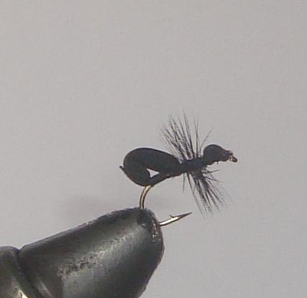 C/A FLIES  BLACK FOAM ANT #12 (12)