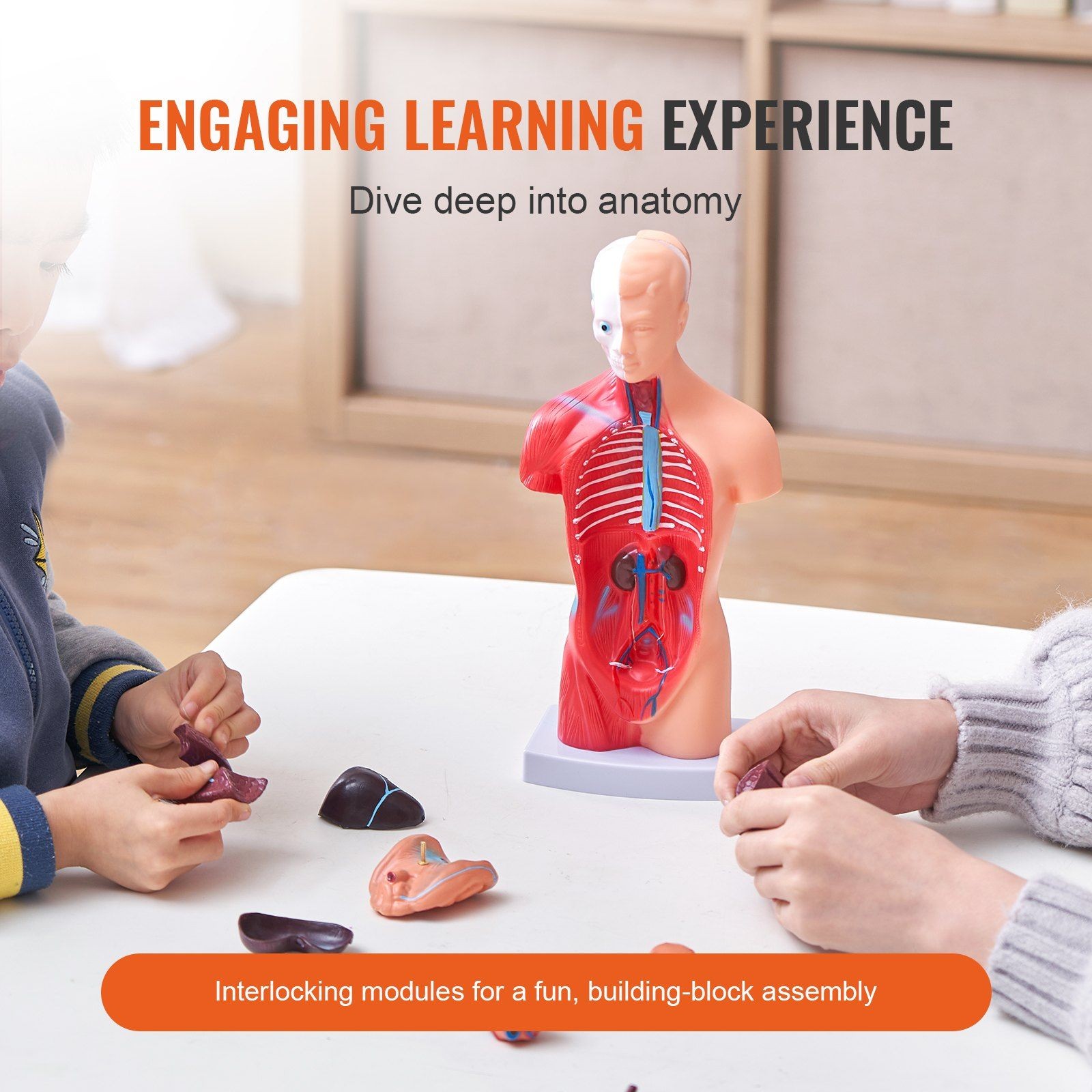 11 in 15-Part Torso Model Human Anatomy Educational Display Durable Material