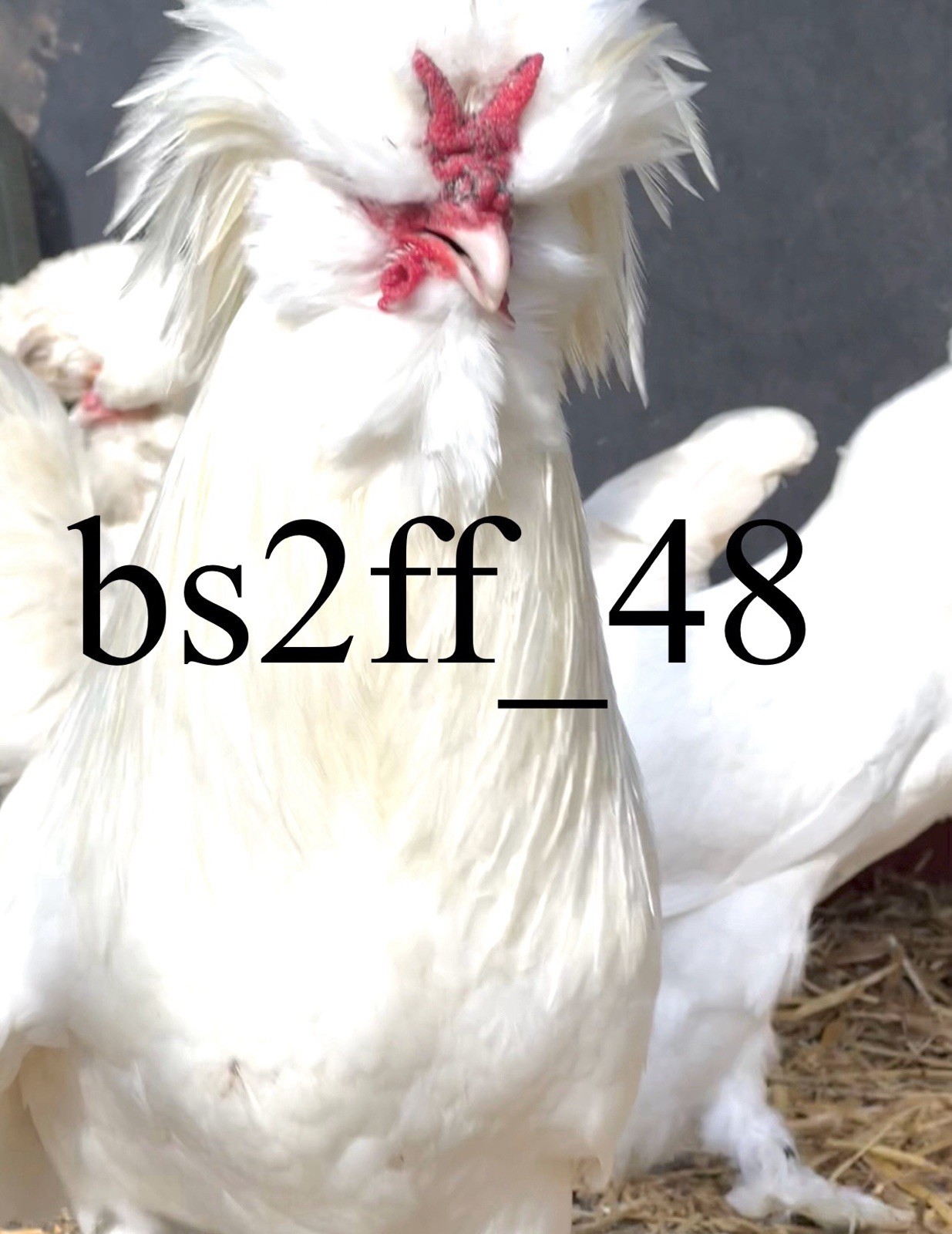 24 Pure Breed Hatching Eggs Variety Pack