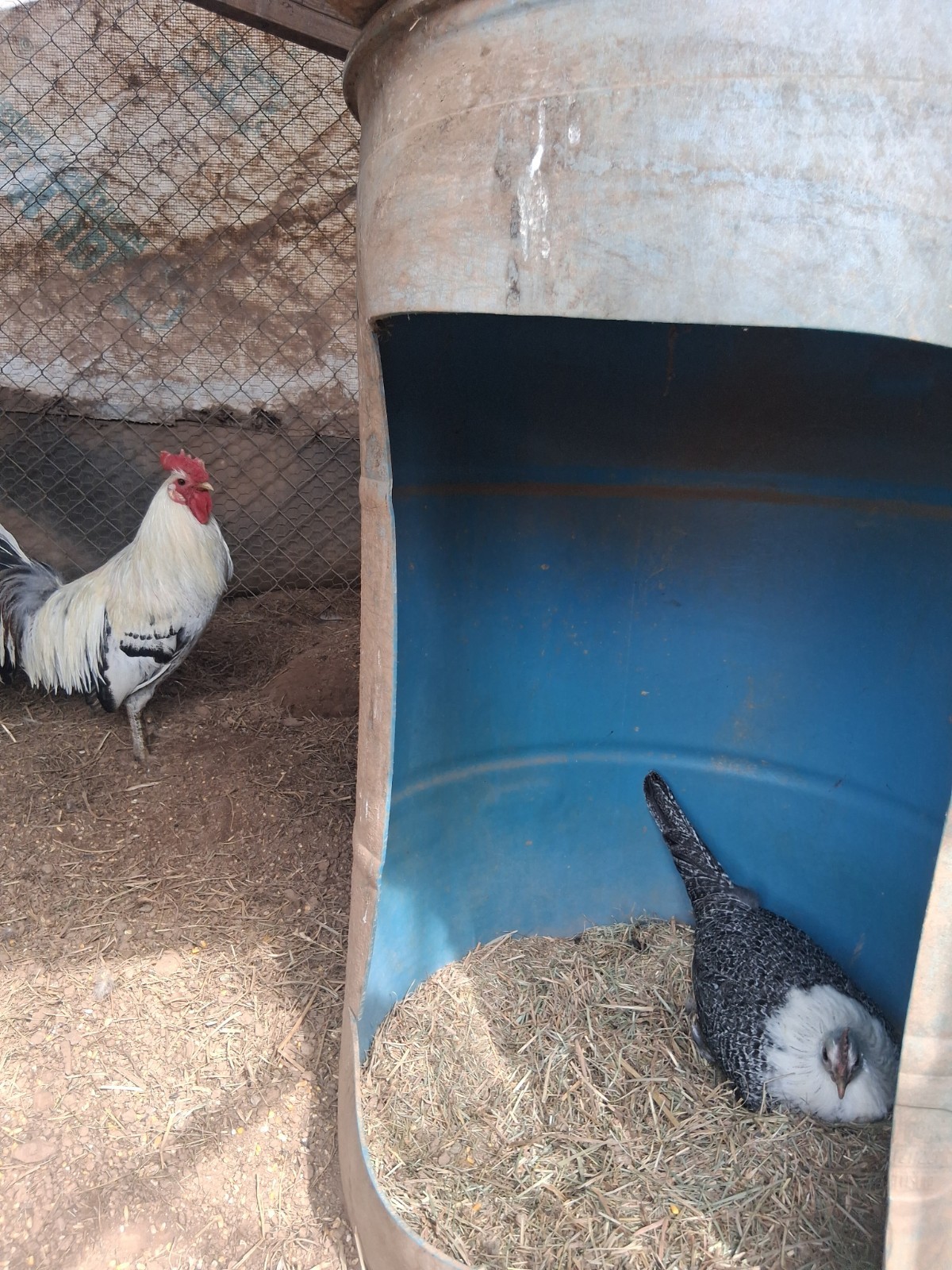 6 +Redmond Pure Hatching Eggs
