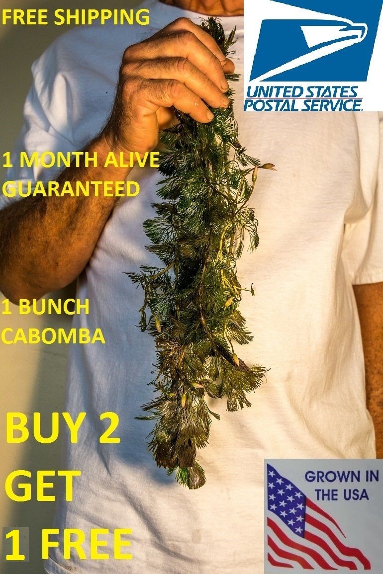 Green Cabomba Caroliniana Fanwort  Live Aquarium Plants Bunch BUY2GET1FREE