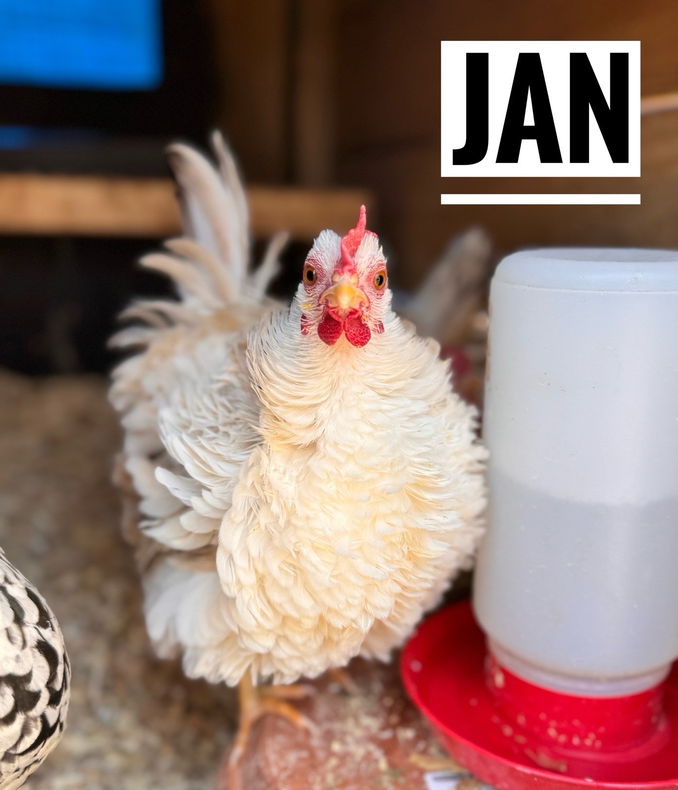 15 Traditional Serama Hatching Eggs-The tiniest breed of chicken