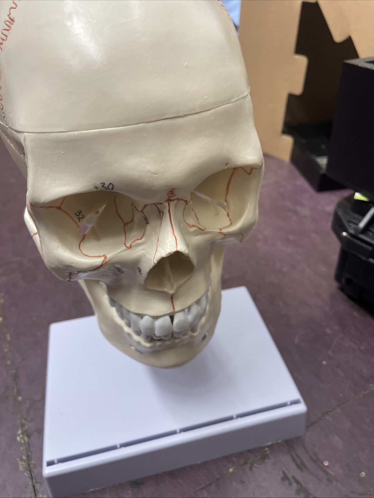 Medical Plastic  Anatomical Human Skull Model Spring Mandible,Skull Base, labels
