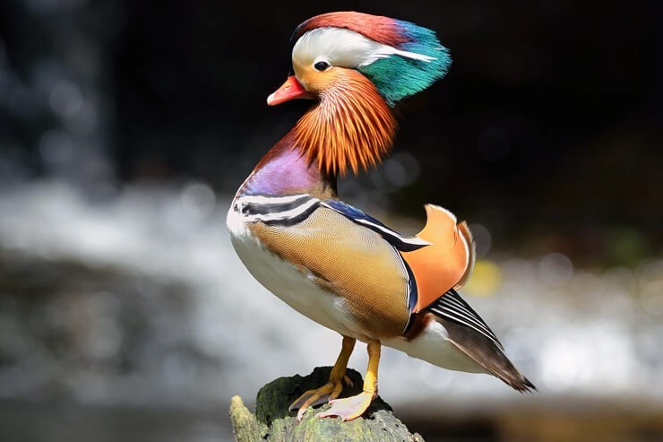 1 Regular SPLIT TO WHITE SINGLES Exotic Mandarin Duck Hatching Eggs PRESALE