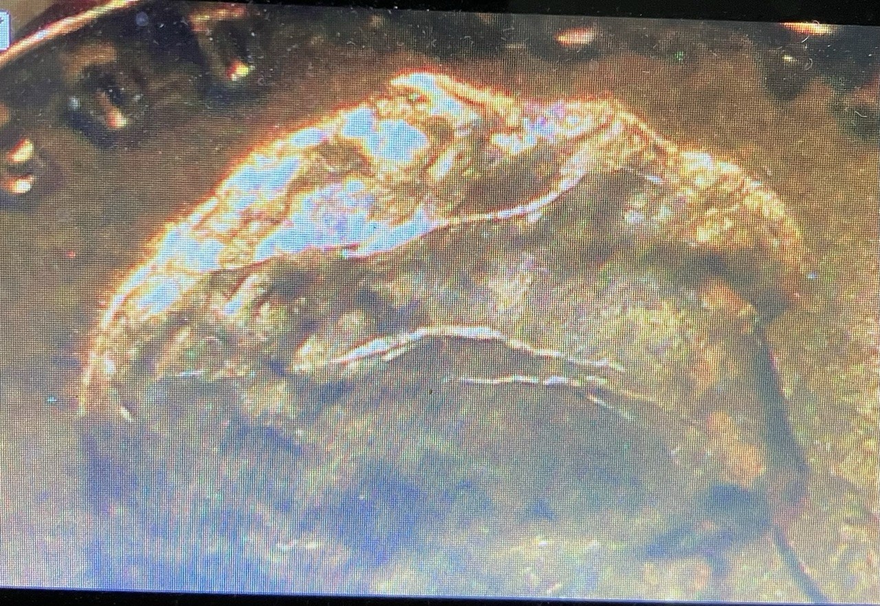 1955 Lincoln Wheat Cent Errors: Clipped Planchet, Poor Man’s DDO, Cracked Skull