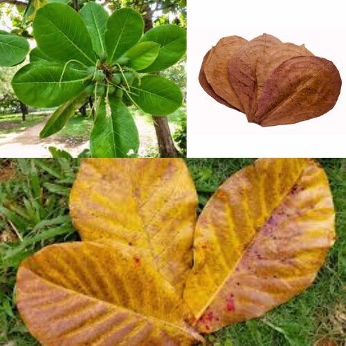 25 Leaves Dried Organic Kottamba Leaves Indian Almond Terminalia Ceylon New