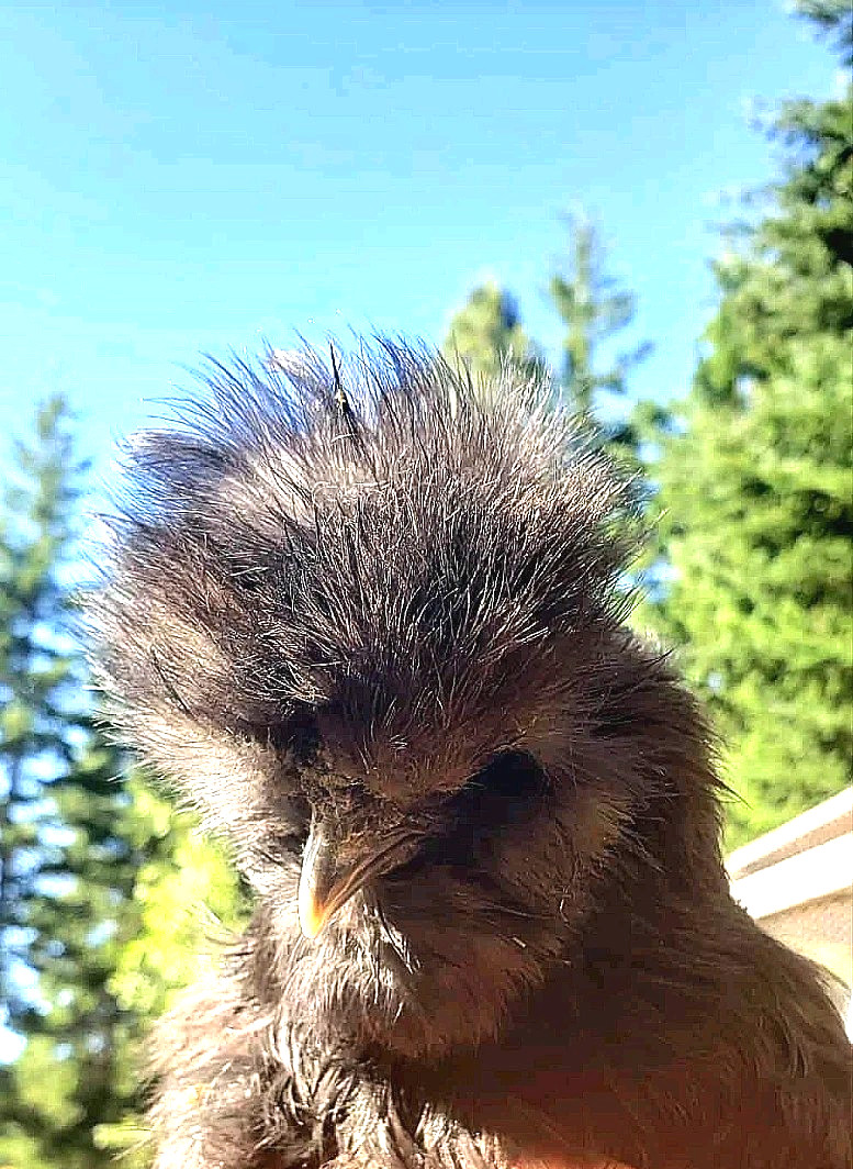 10+ BEAUTIFUL Silkie Hatching Eggs . Show Quality!