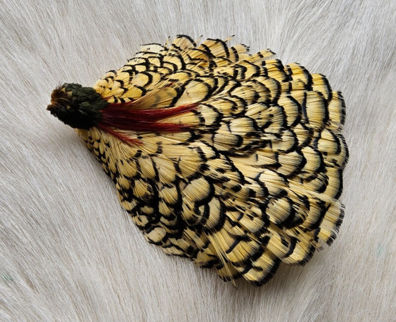 Lady Amherst Cape.  Color; Beautiful Cream Color.