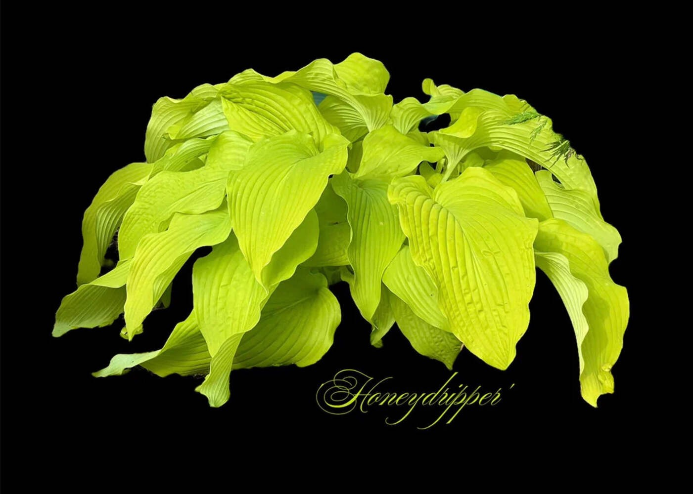 Hosta Honey Dripper 5.25" Pot Well Rooted Perennial Shade Plant