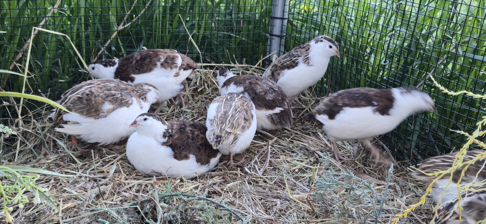 36 Celadon Coturnix Quail Hatching Eggs, True Blue