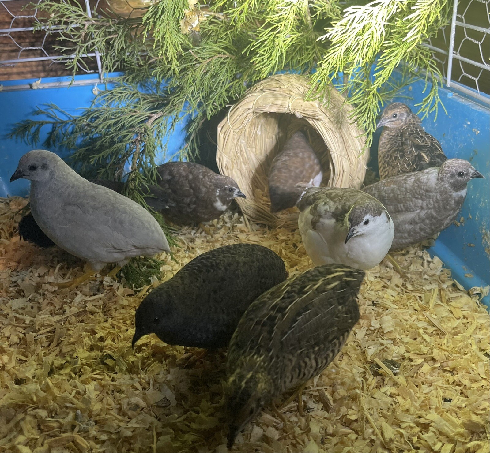 12 Exotic Rare Button Quail Hatching Eggs Colors