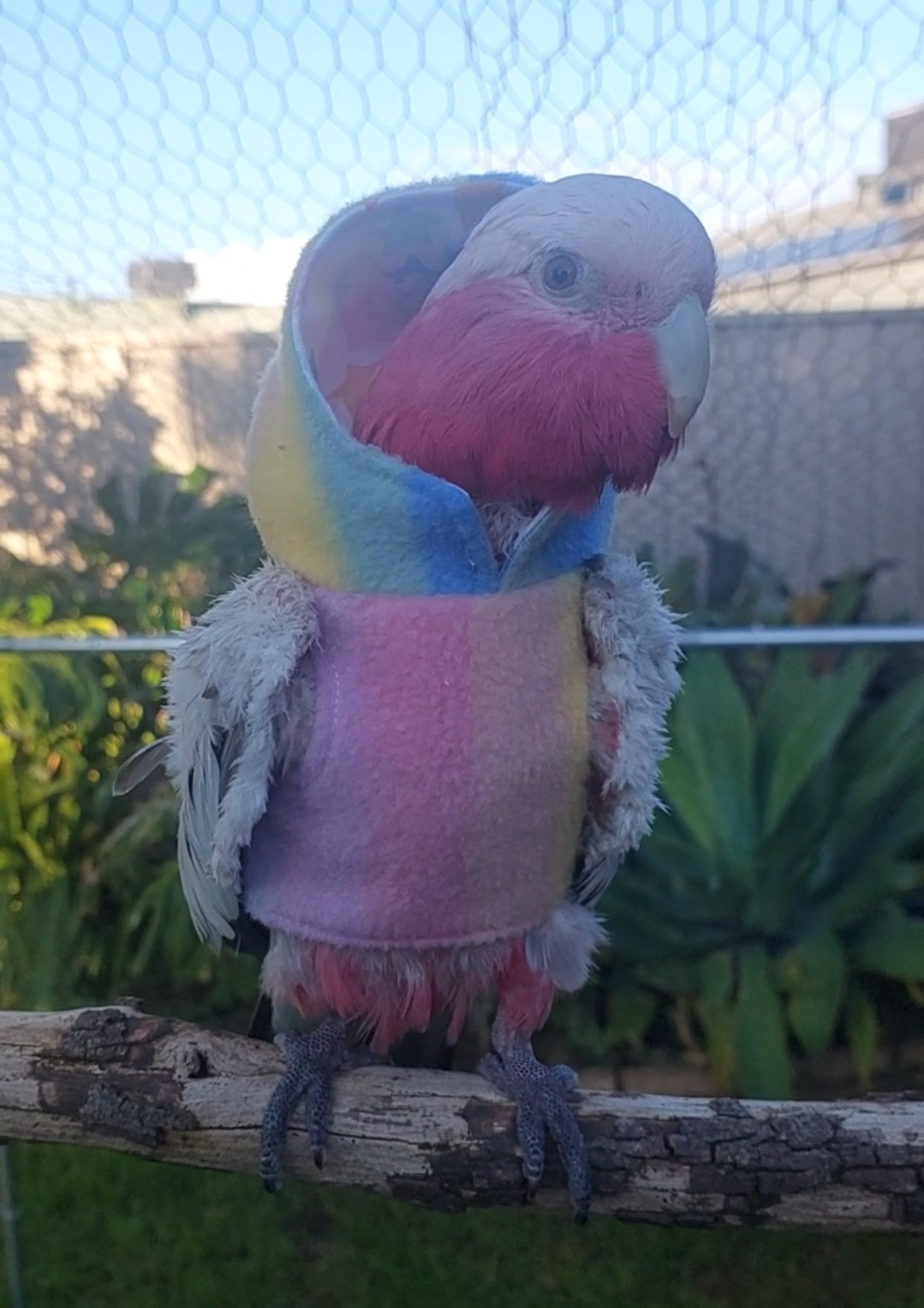 Rainbow Hoodie 🌈