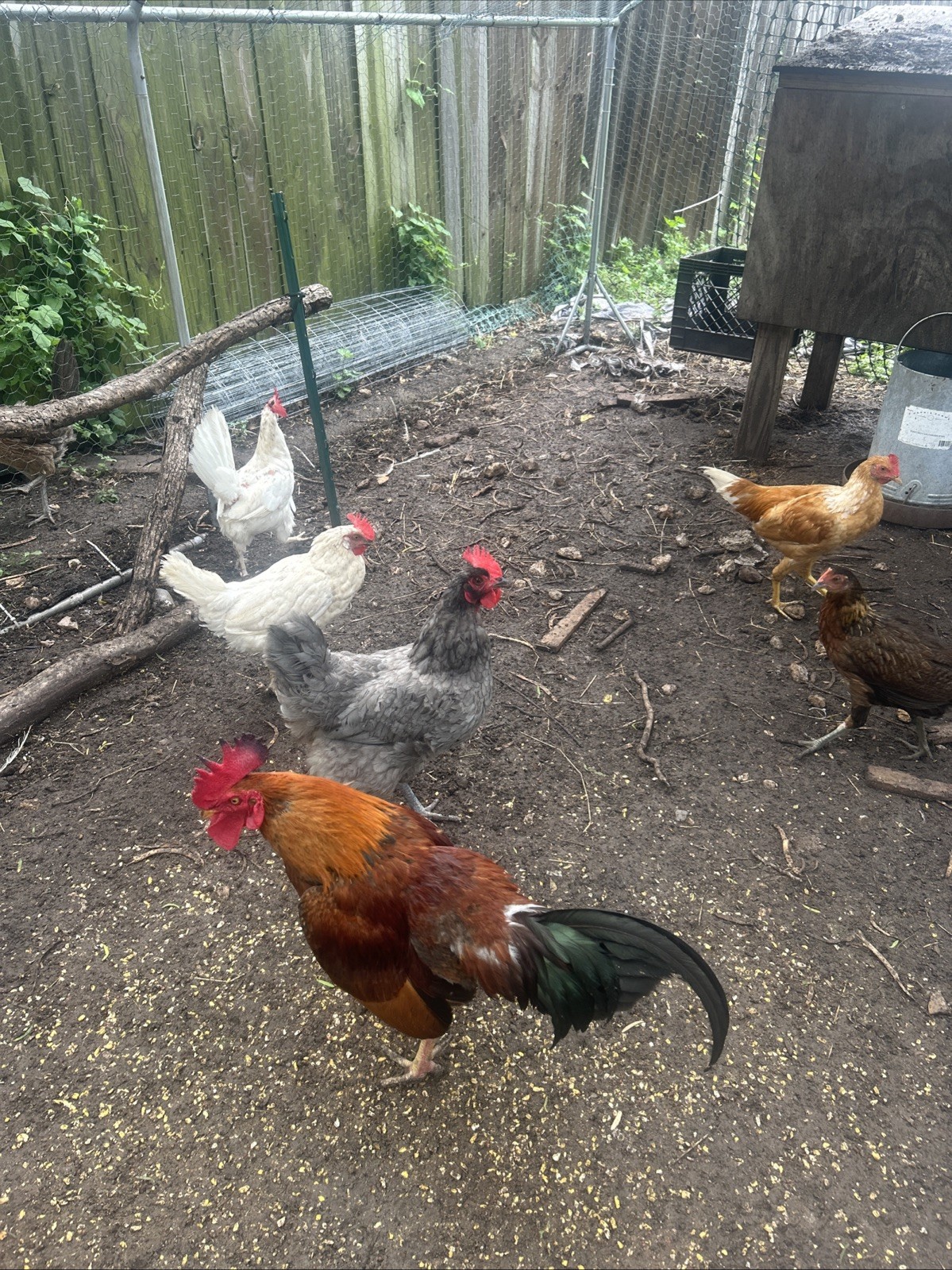 6 Barnyard Mixed Breed Fertile Chicken Hatching Eggs