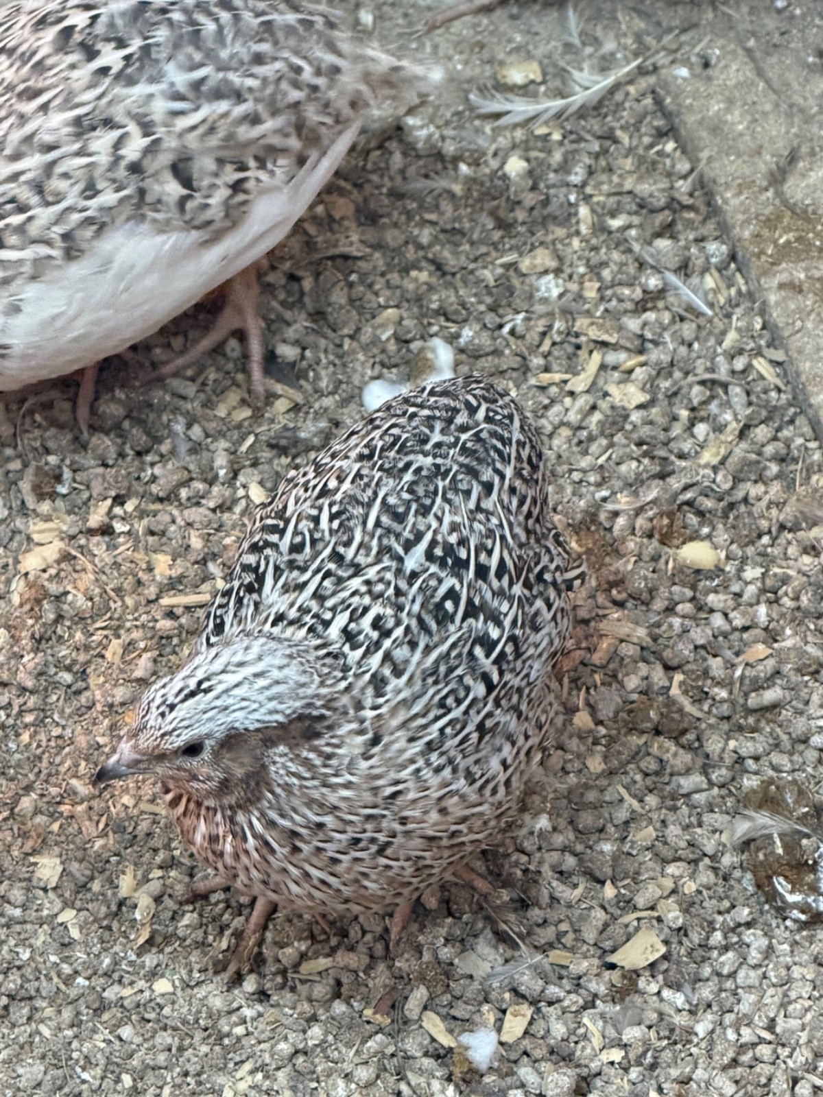 36 COTURNIX QUAIL HATCH EGGS NICE rare colors all cage bred ships USPS PRIORITY