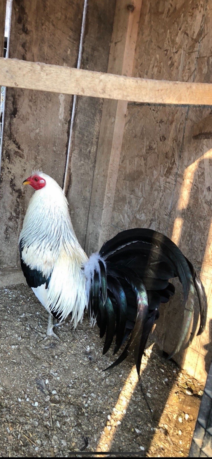 hatching eggs chicken Pure Bennett sold in 6 pack