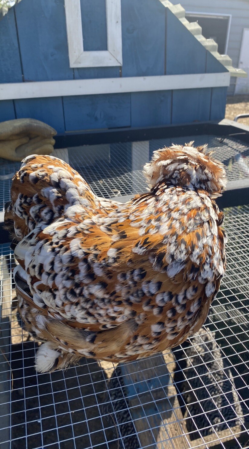 12+ Mille Fleur Satin Hatching Eggs NPIP & AI Clean