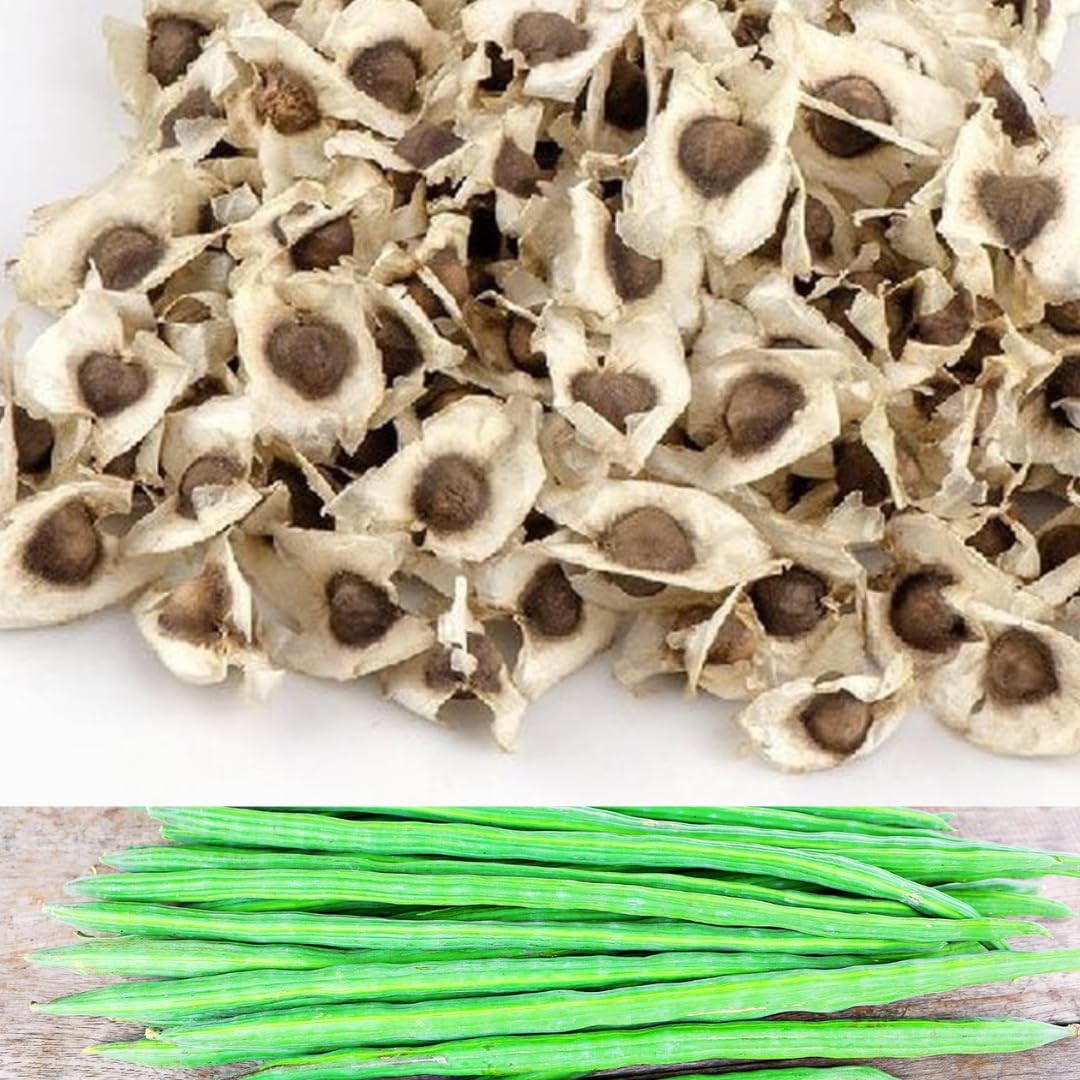 Moringa Seeds – Sehjan Beej Drumstick Seeds