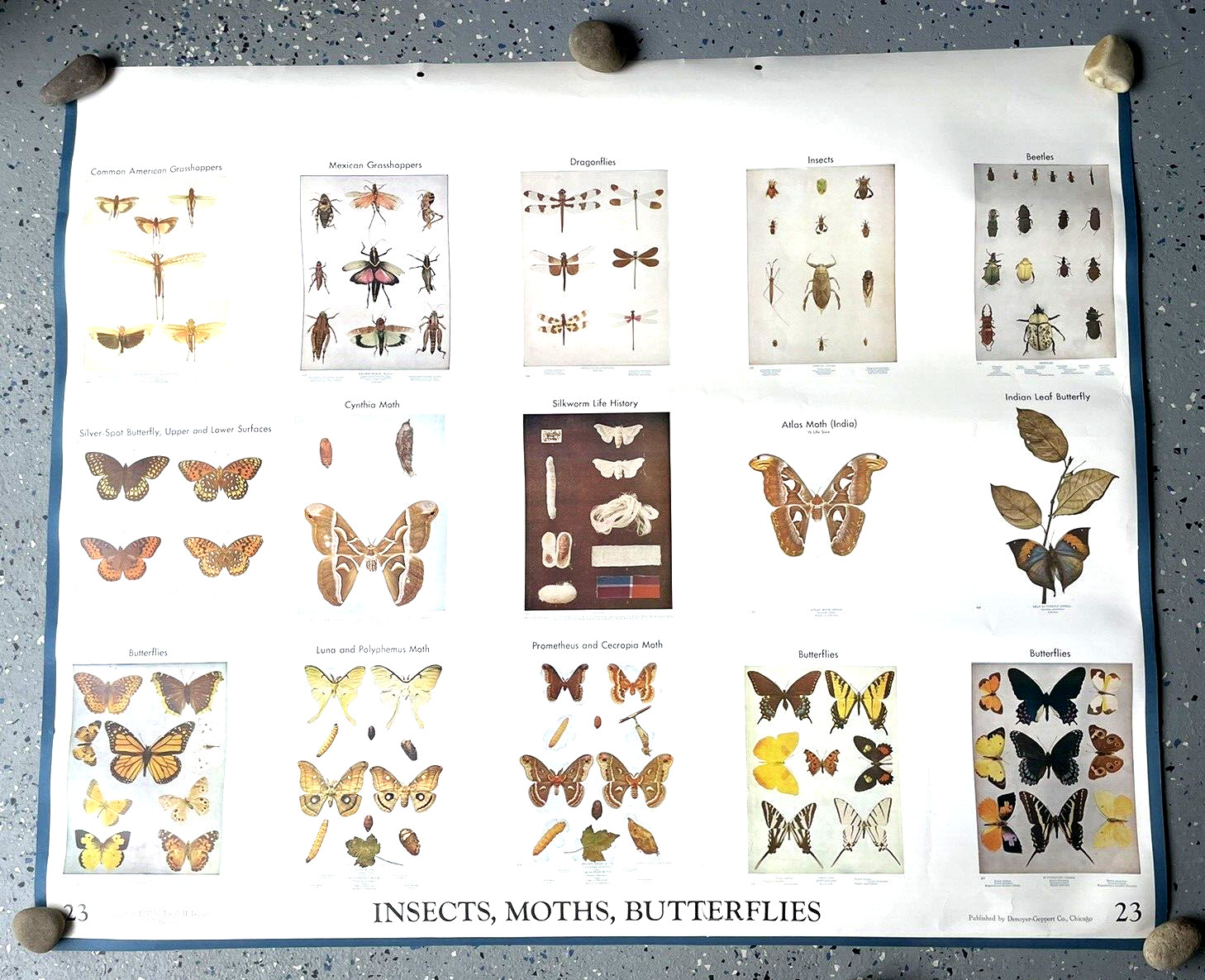 Wall Chart Butterfly Insect Bird Owl Dodson 1962 Illustrated Denoyer Geppert