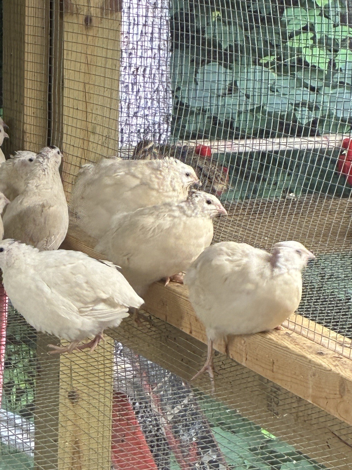 30+ Jumbo White / Texas A&M Coturnix Hatching Eggs