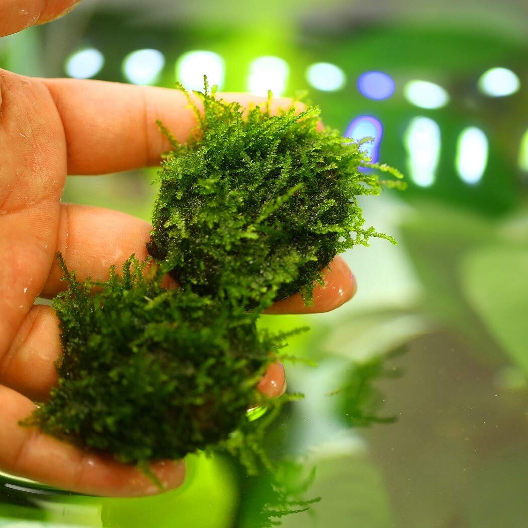 Java Moss / Christmas Moss (20 grams or .70 oz)