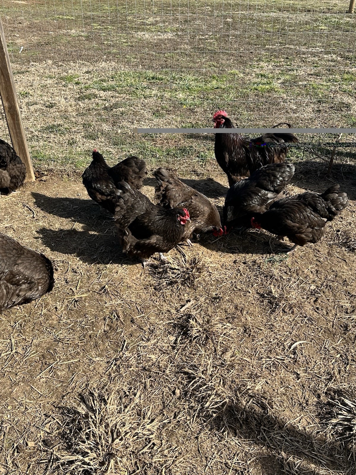 English Chocolate Orpington Hatching Eggs 12+