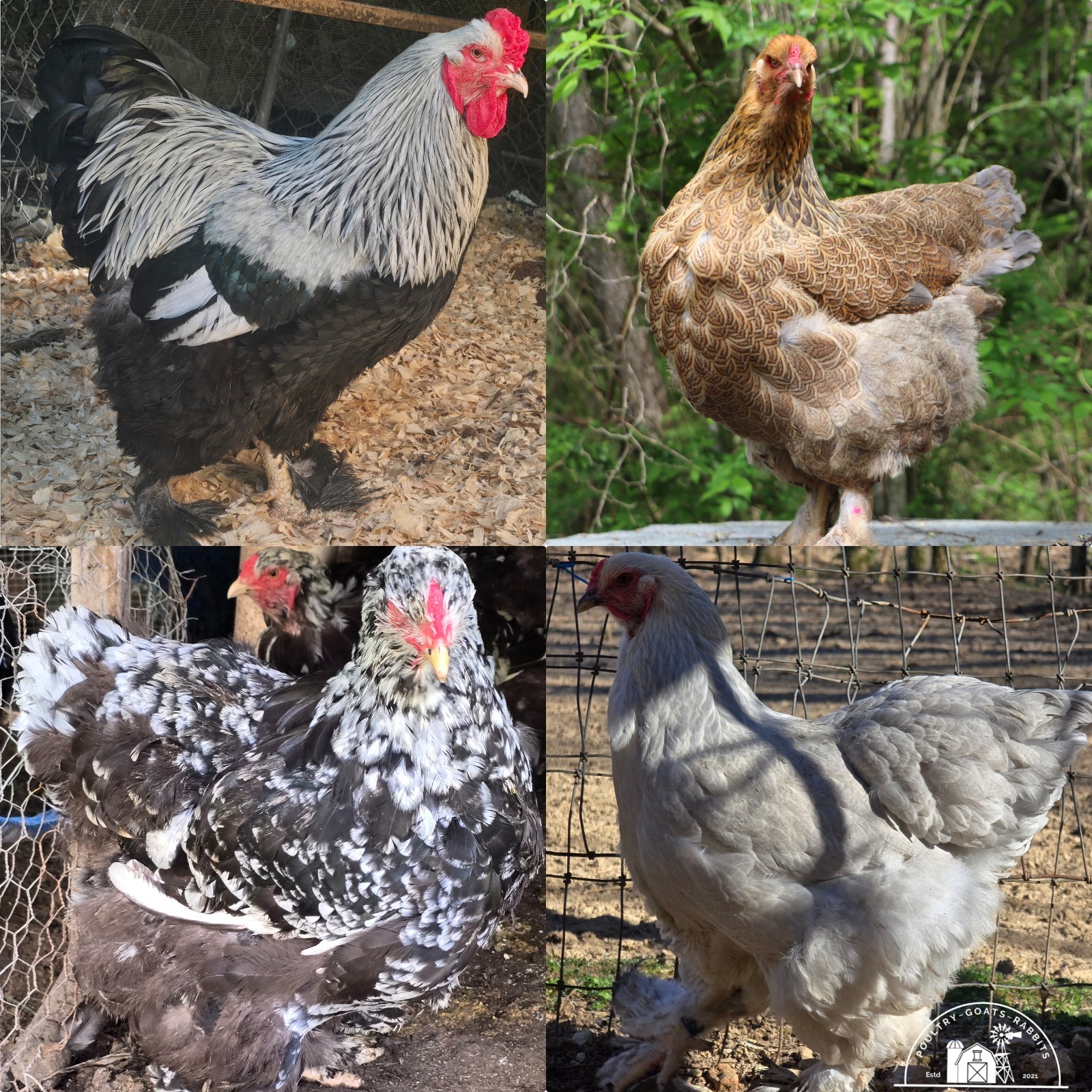Hens Choice Hatching Eggs.. Brahma & Jersey Giant