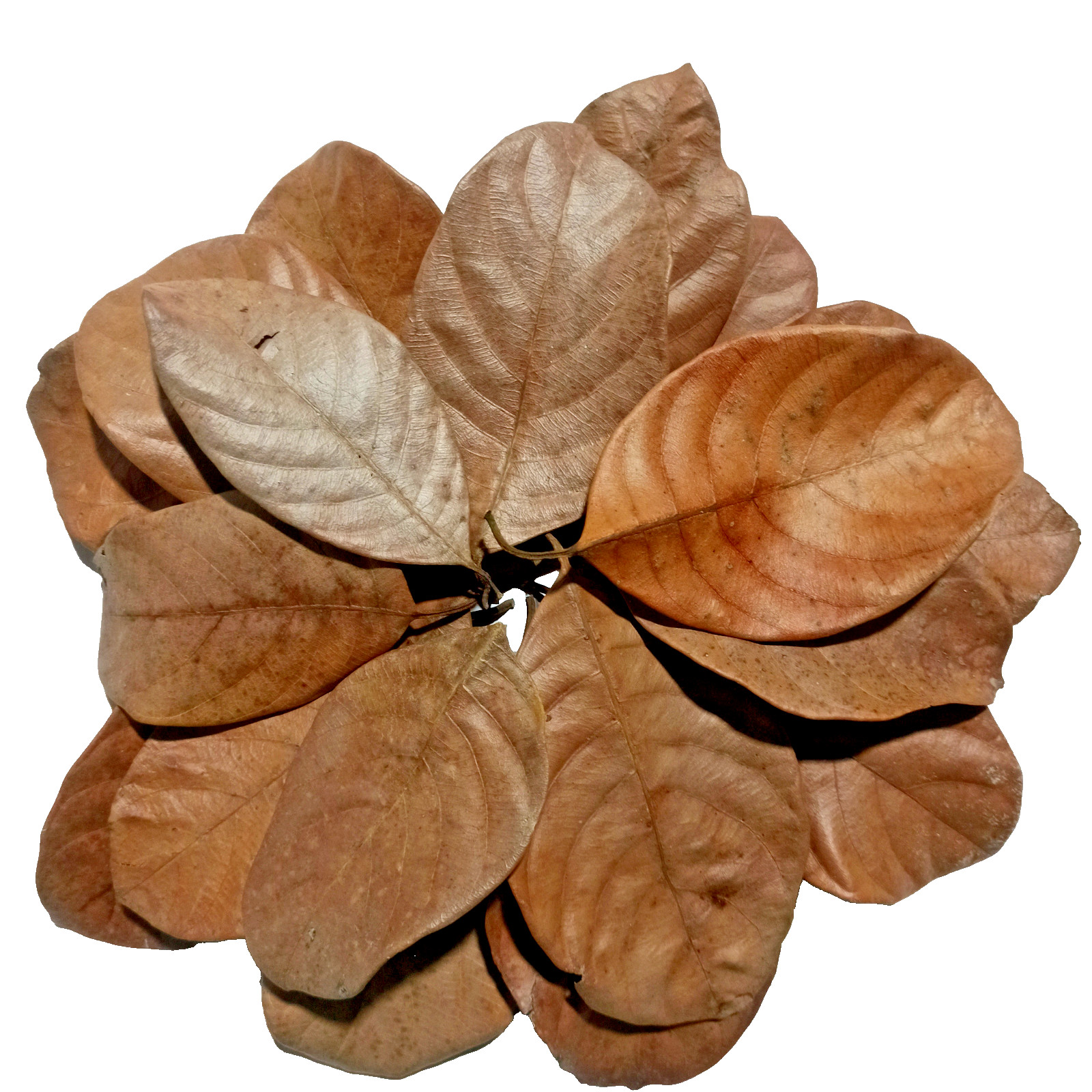 100%Aquarium Organic Jack Dried Leaves Fruit Shrimp Natural Ceylon 100 leaves