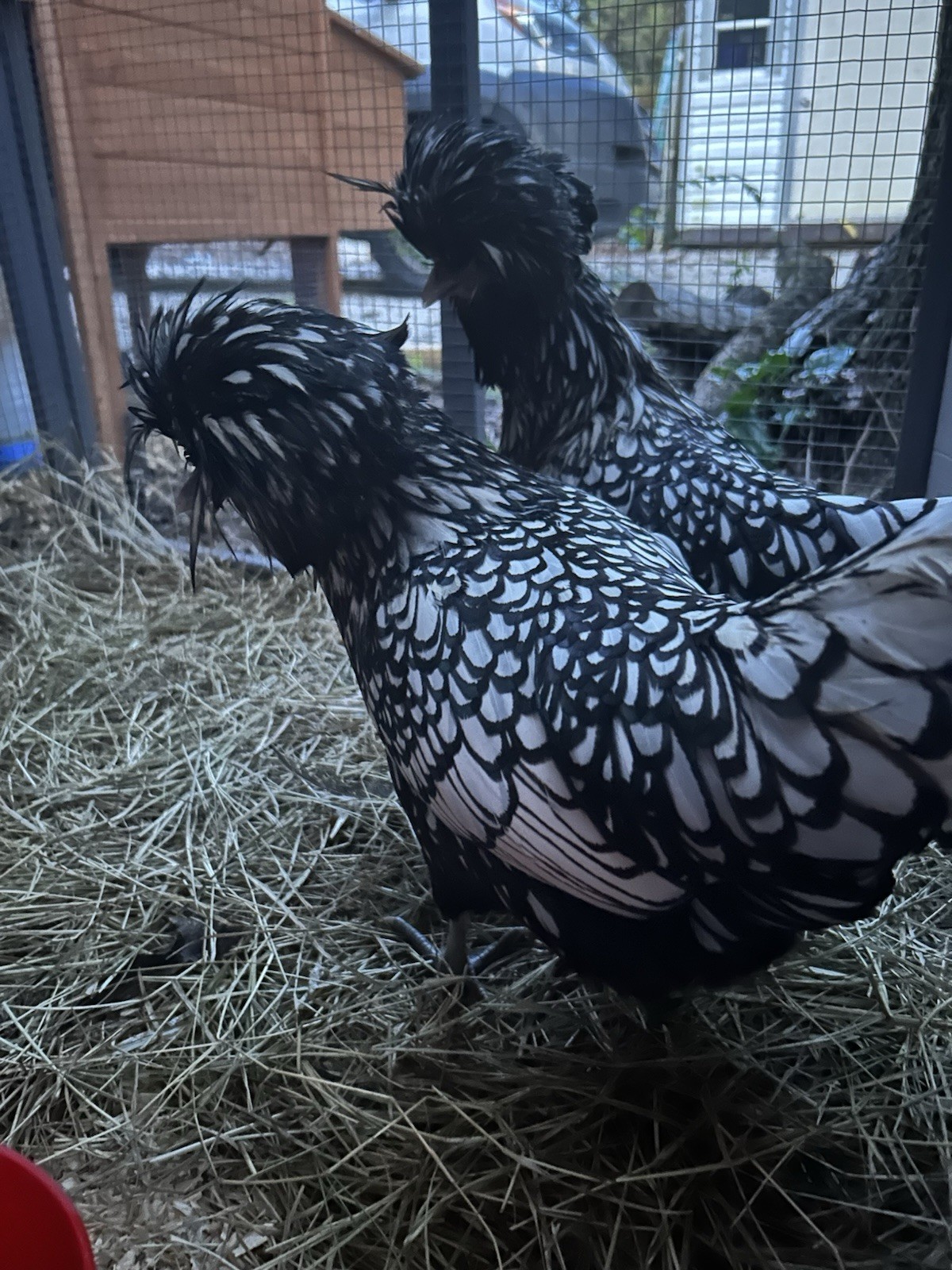 6 TOTAL -Polish Eggs-Silver Laced Large Fowl
