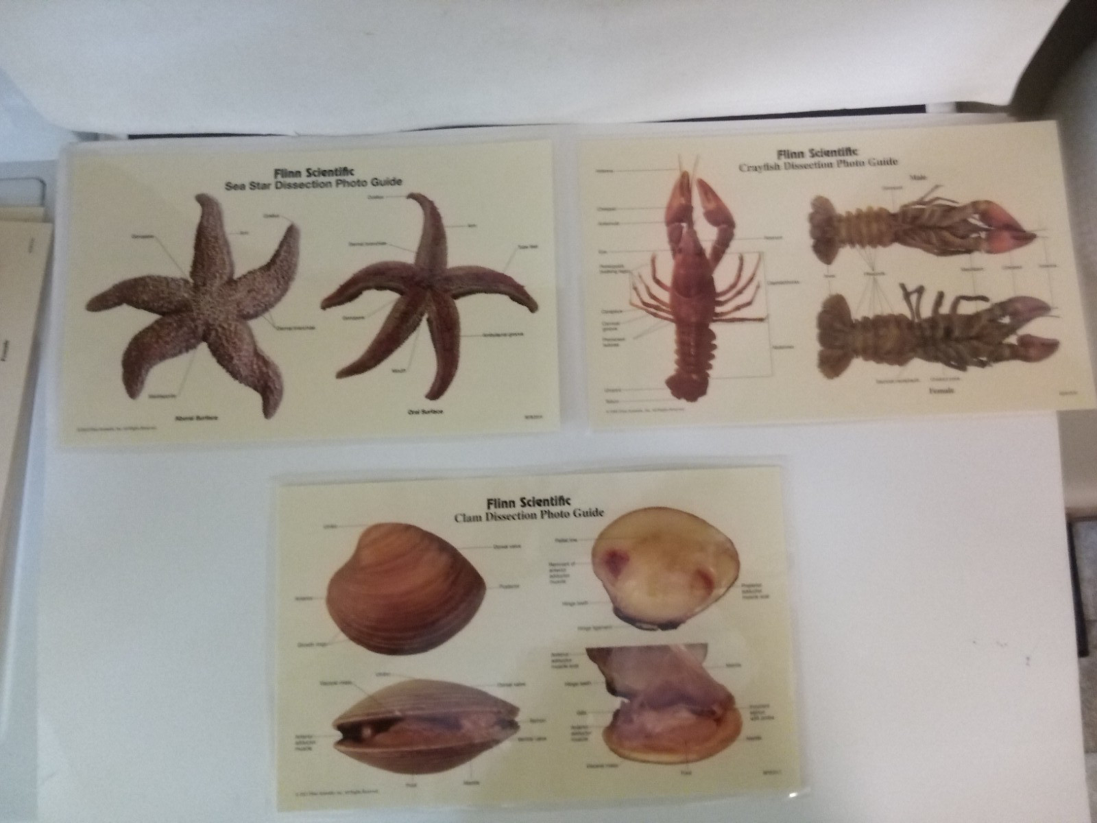 Flinn Scientific Dissection Photo Guides,Clam,Starfish,Crayfish,Laminated,9 x 14