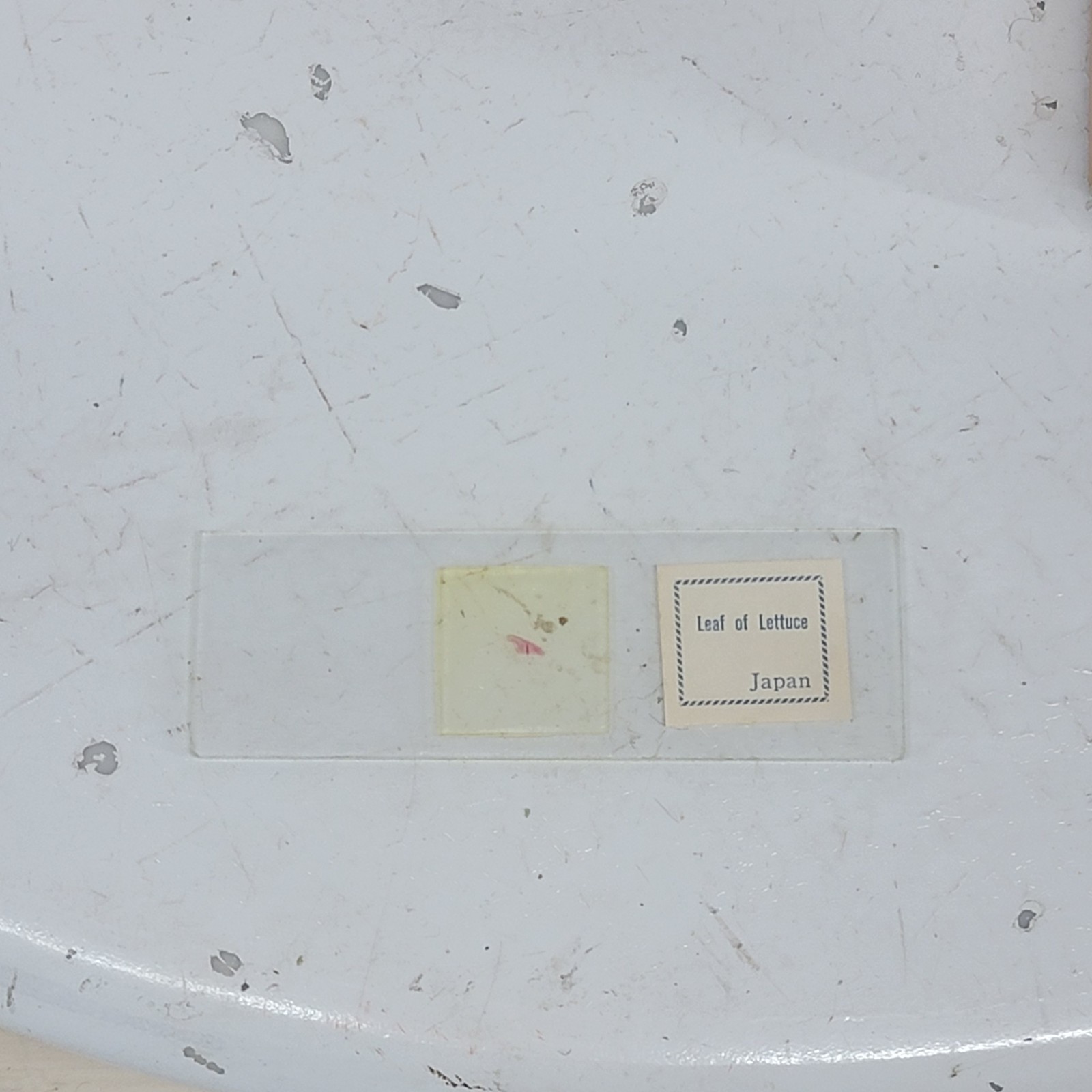 Vintage Compass Prepared Microscope Slides Lot 3 Sets Vegetables Algae Animals J