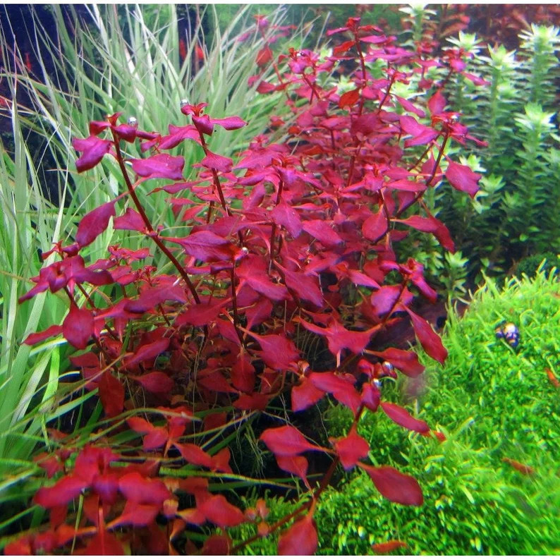 7 Stems Ludwigia Super Red Easy Live Aquarium Pond Aquatic Plant