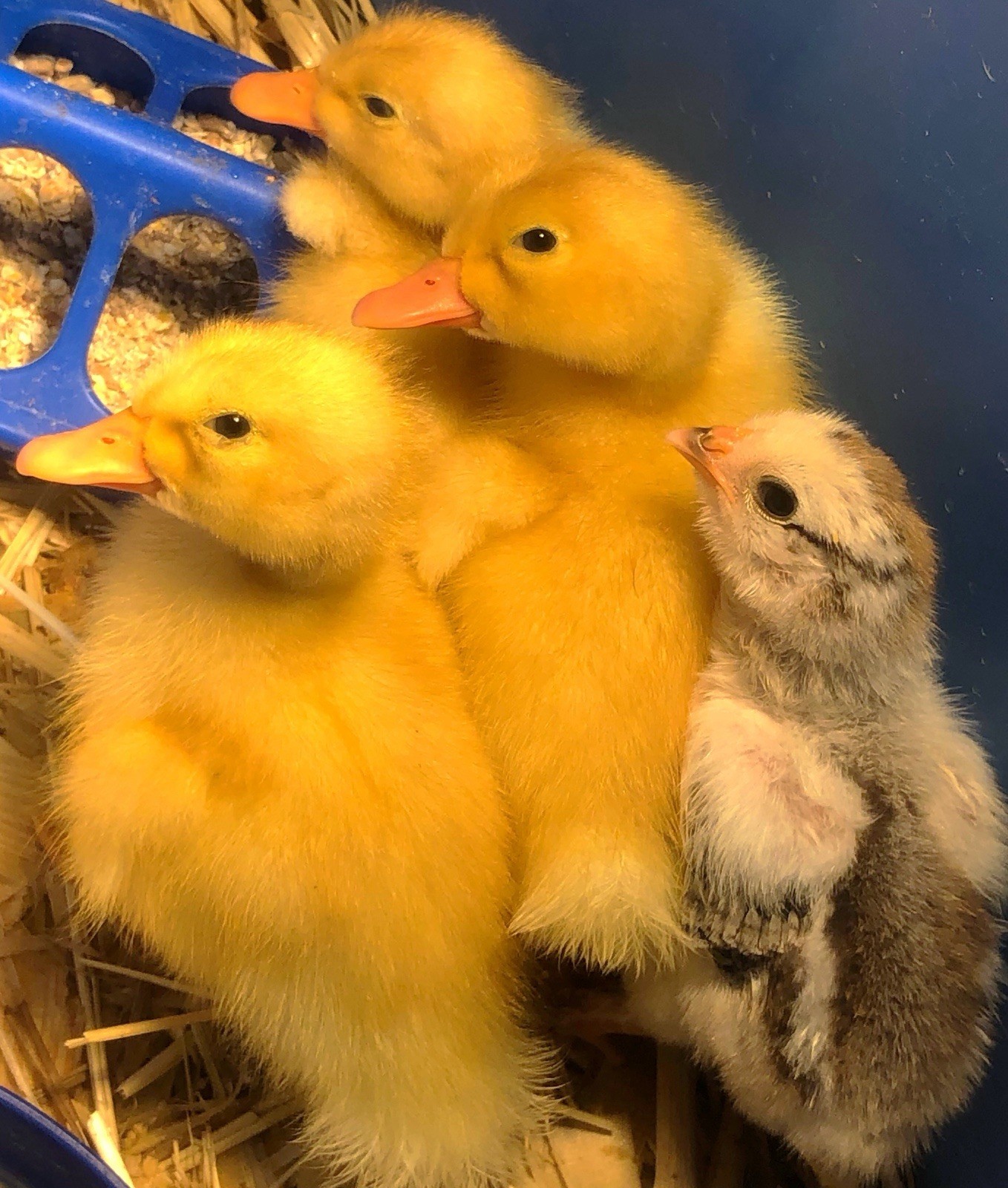 1doz.++ Assorted Species Fertile Hatching Eggs Turkey/chicken/duck