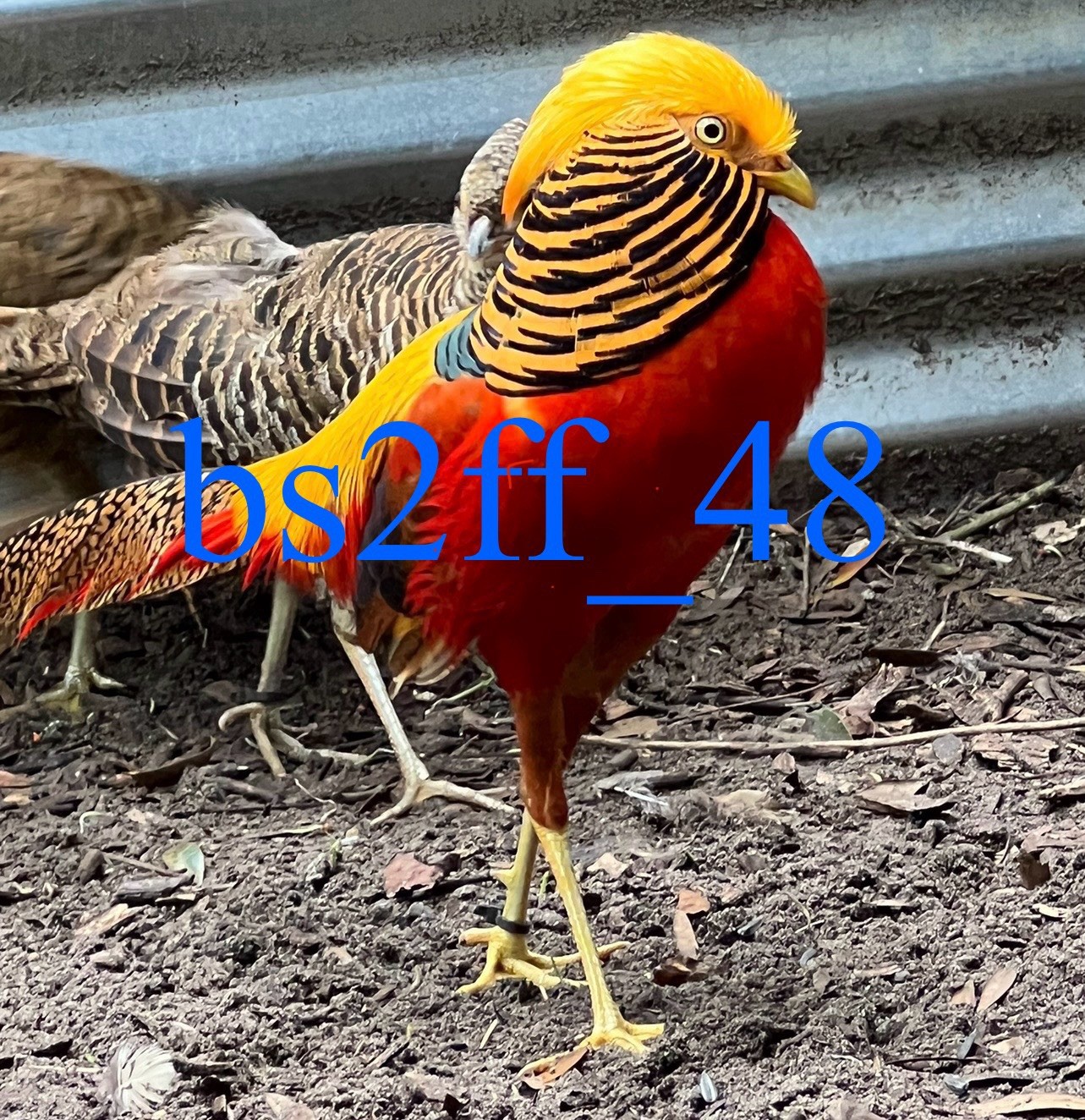 PRESALE (Red Golden Pheasant Hatching Egg) Please read description!!
