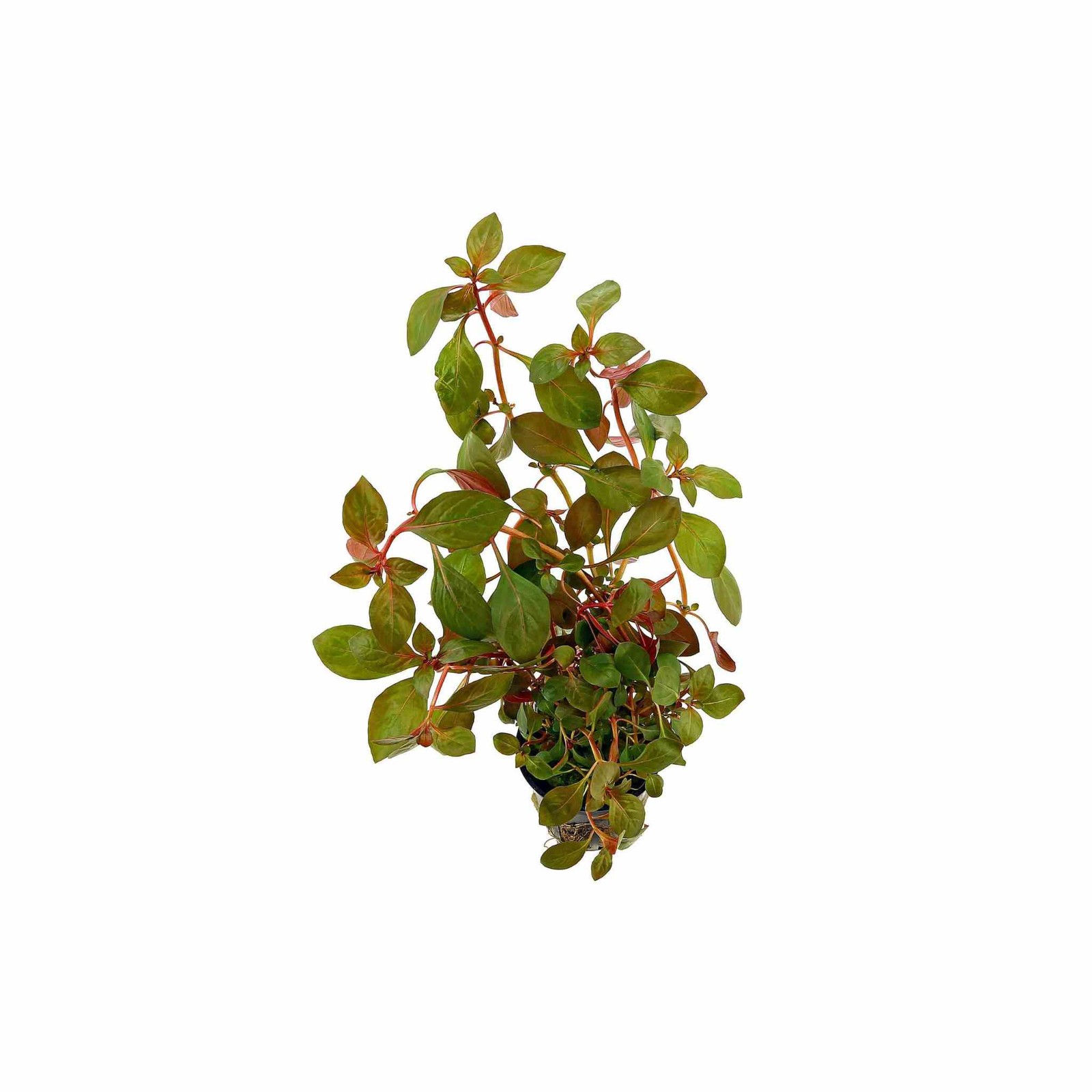 Ludwigia Repens (Rubin) Live Aquarium Plants
