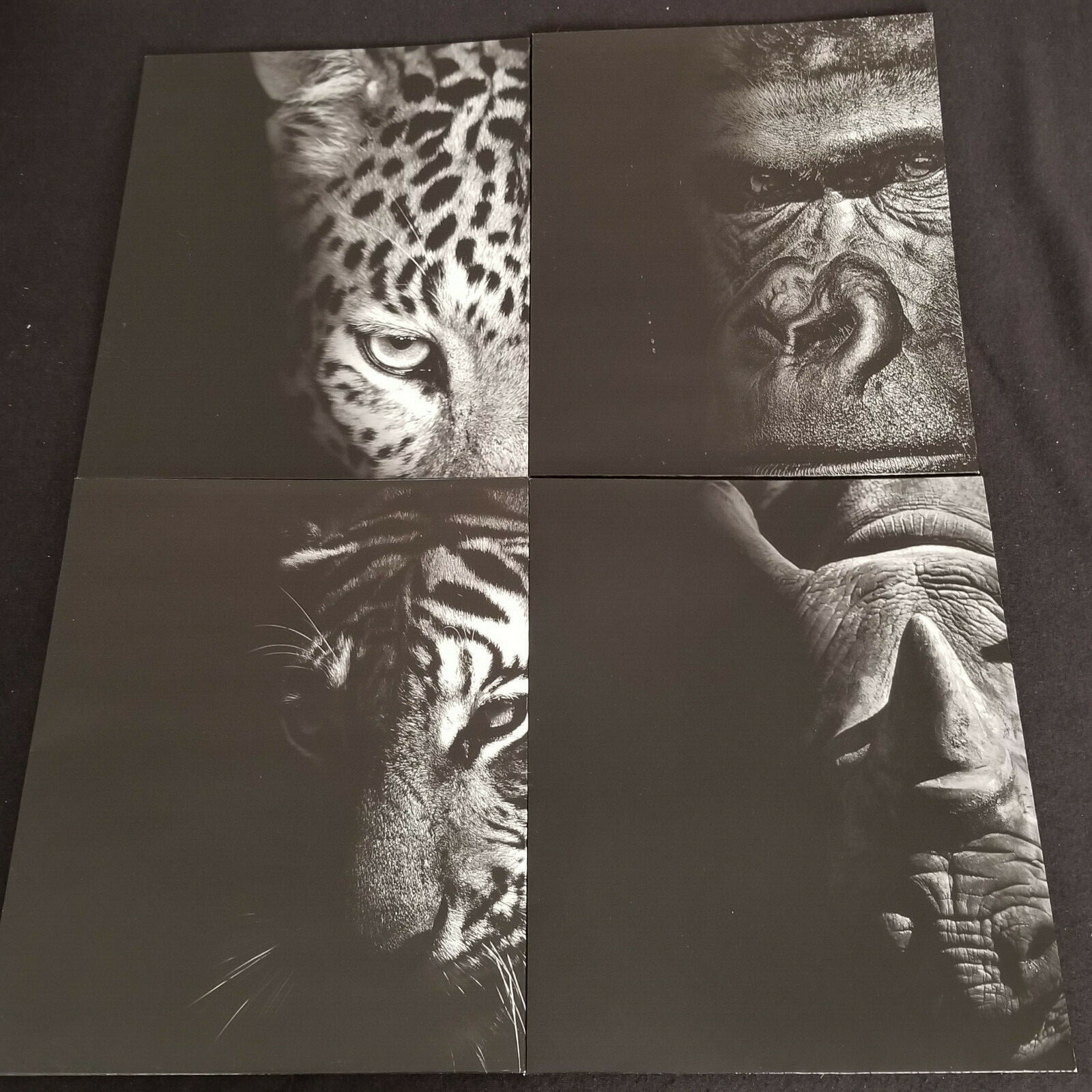TNA - The Nature Academy Pocket Folders - Endanged Species 4 Folder Set / Lot