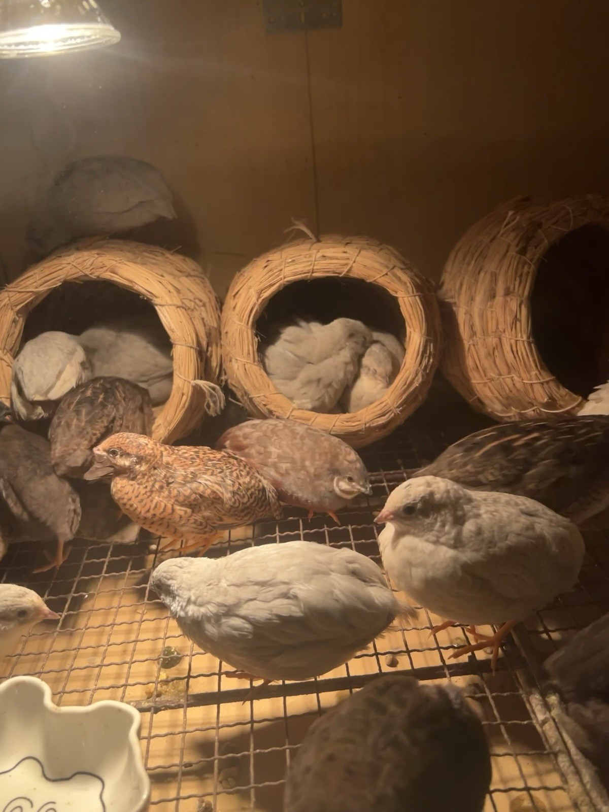 22（+2EXT）Button Quail Hatching Eggs Rare Exotic Colors, Chinese Painted