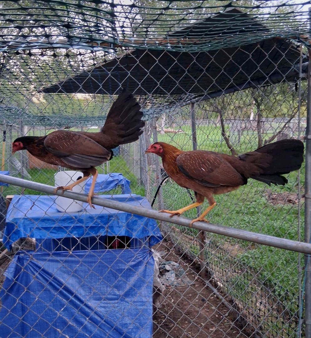 7 Hatching Eggs