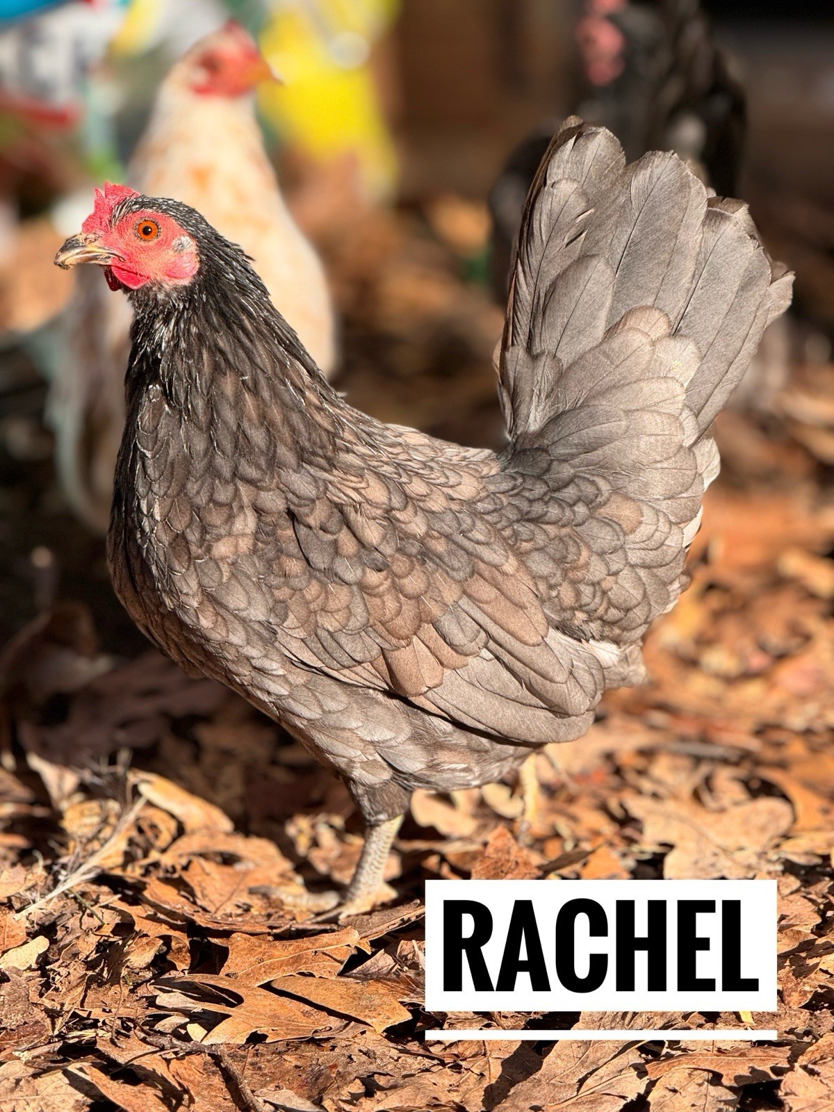 15 Traditional Serama Hatching Eggs-The tiniest breed of chicken
