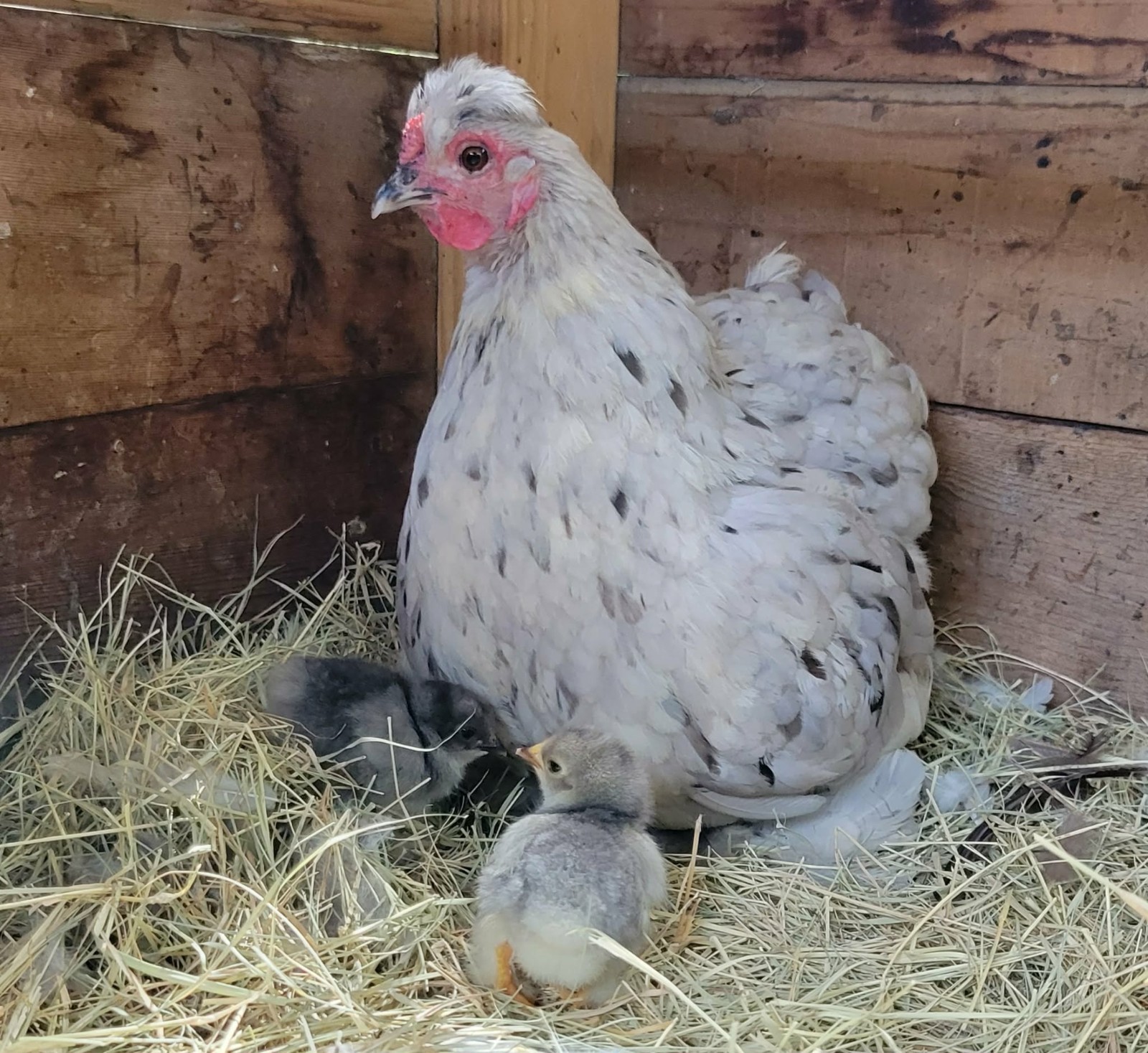 12 NPIP Fluffy Bantam Cochin Hatching Eggs. Assorted colors see pictures.