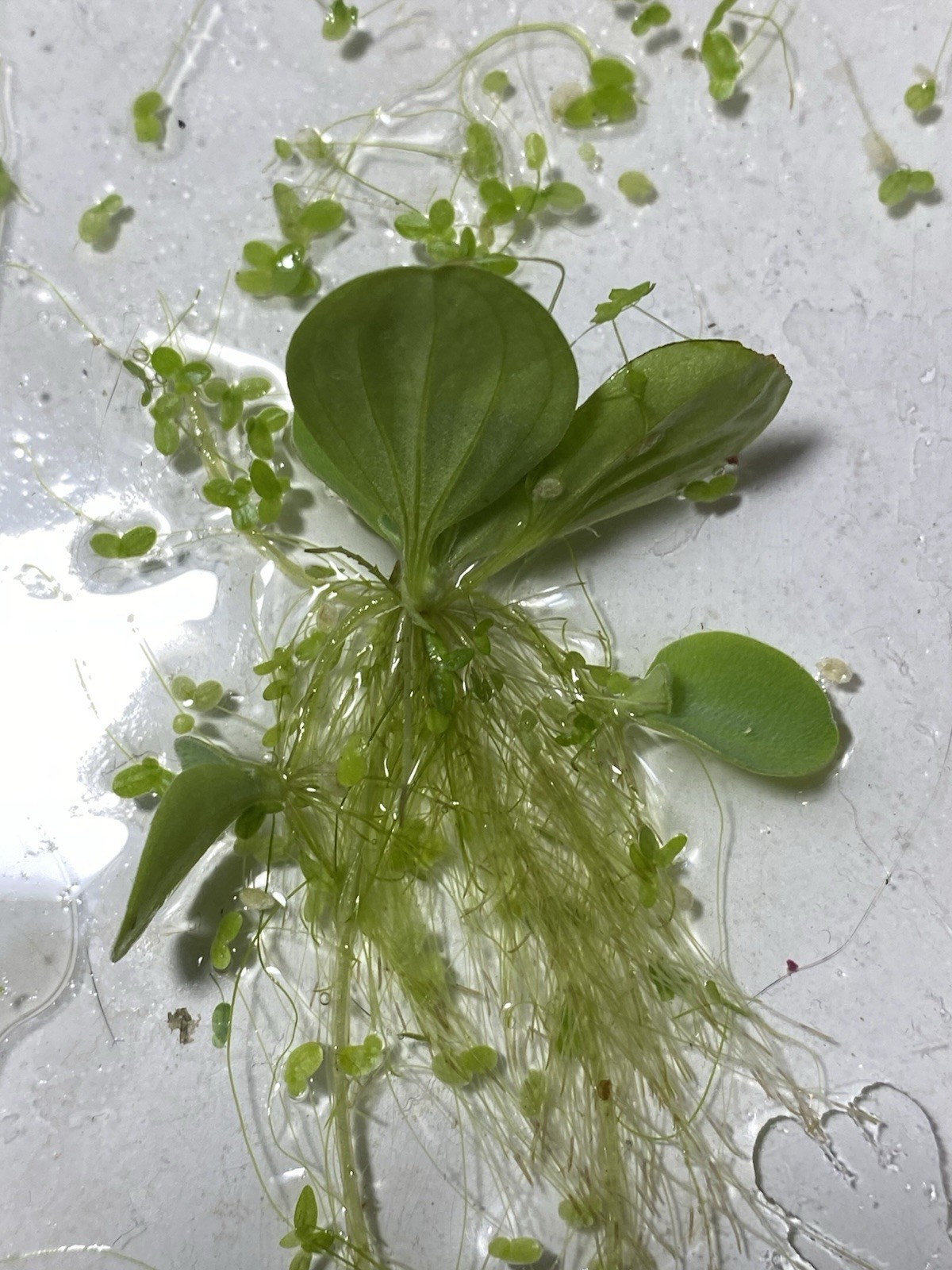 Water Lettuce Live Floating Aquarium Plant Freshwater Tropical Beginner