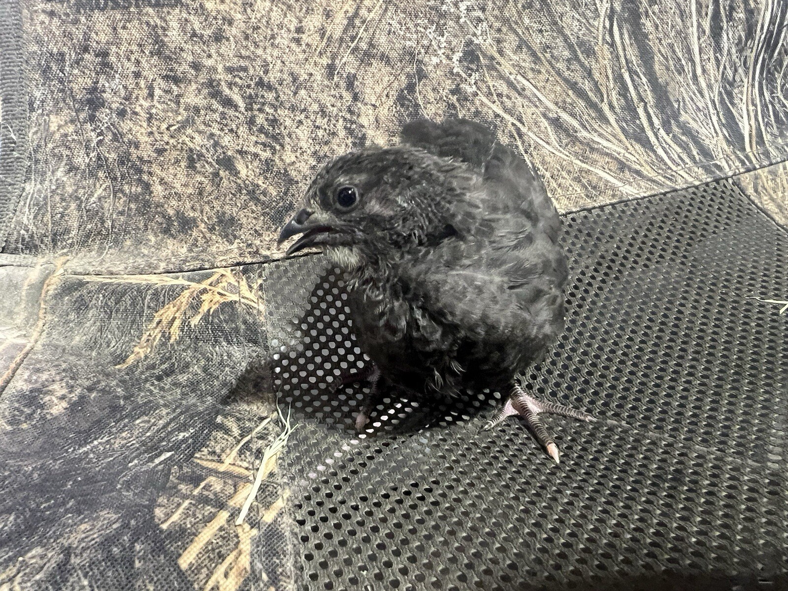 24 All Black Coturnix Quail Hatching Eggs NPIP Healthy