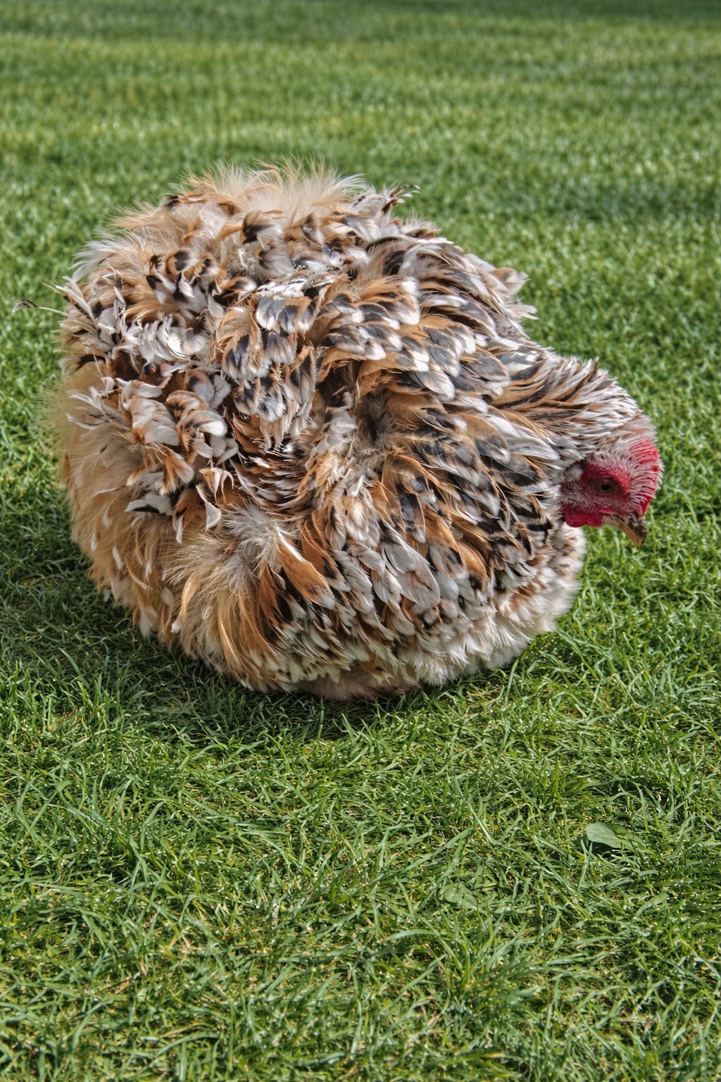 6++ Bantam Calico/mille Cochin Hatching Eggs NPIP/AI
