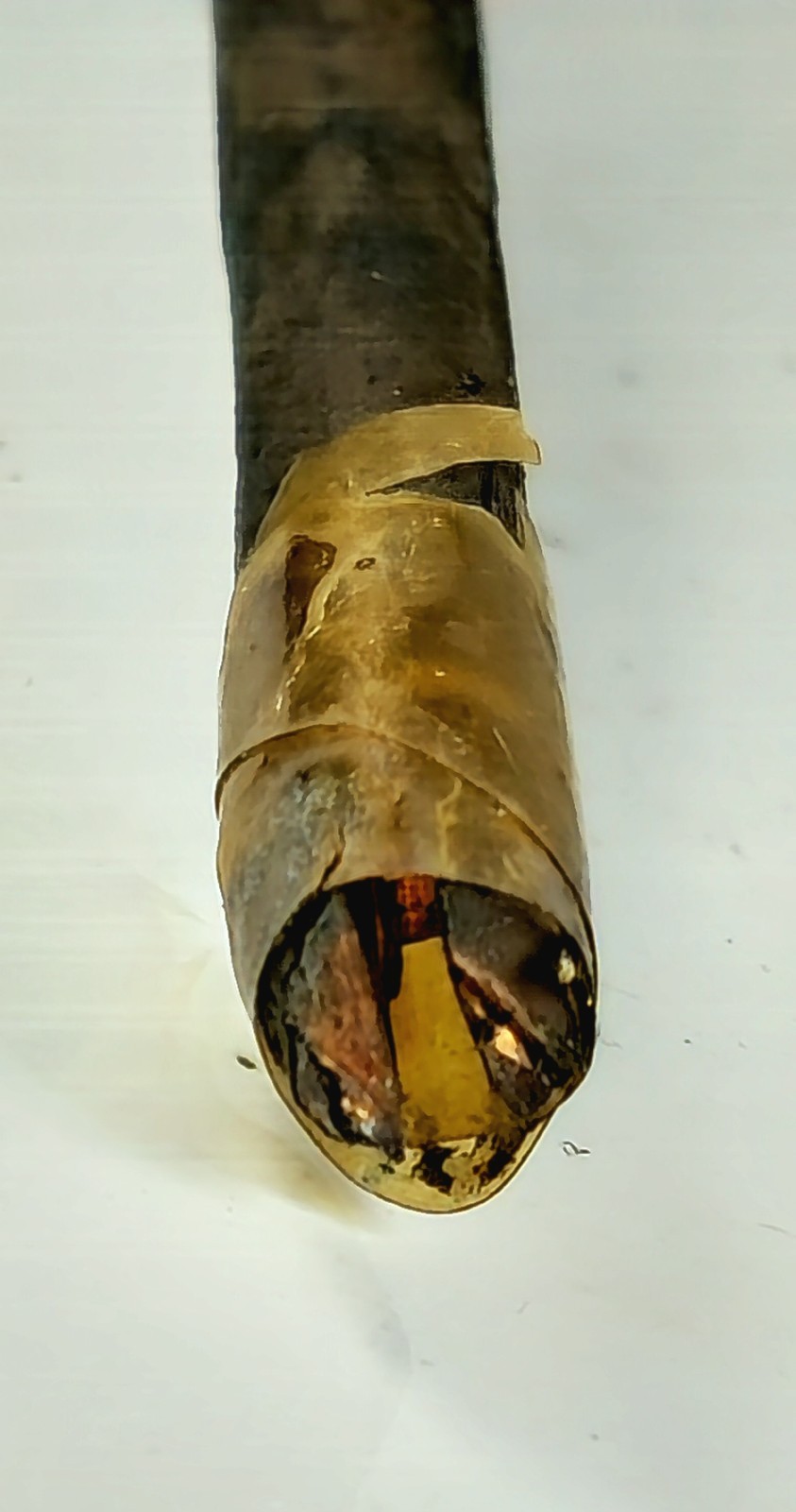 Antique Gold Leaf Electroscope - Physics Instrument - 26 Cm - 19th Century