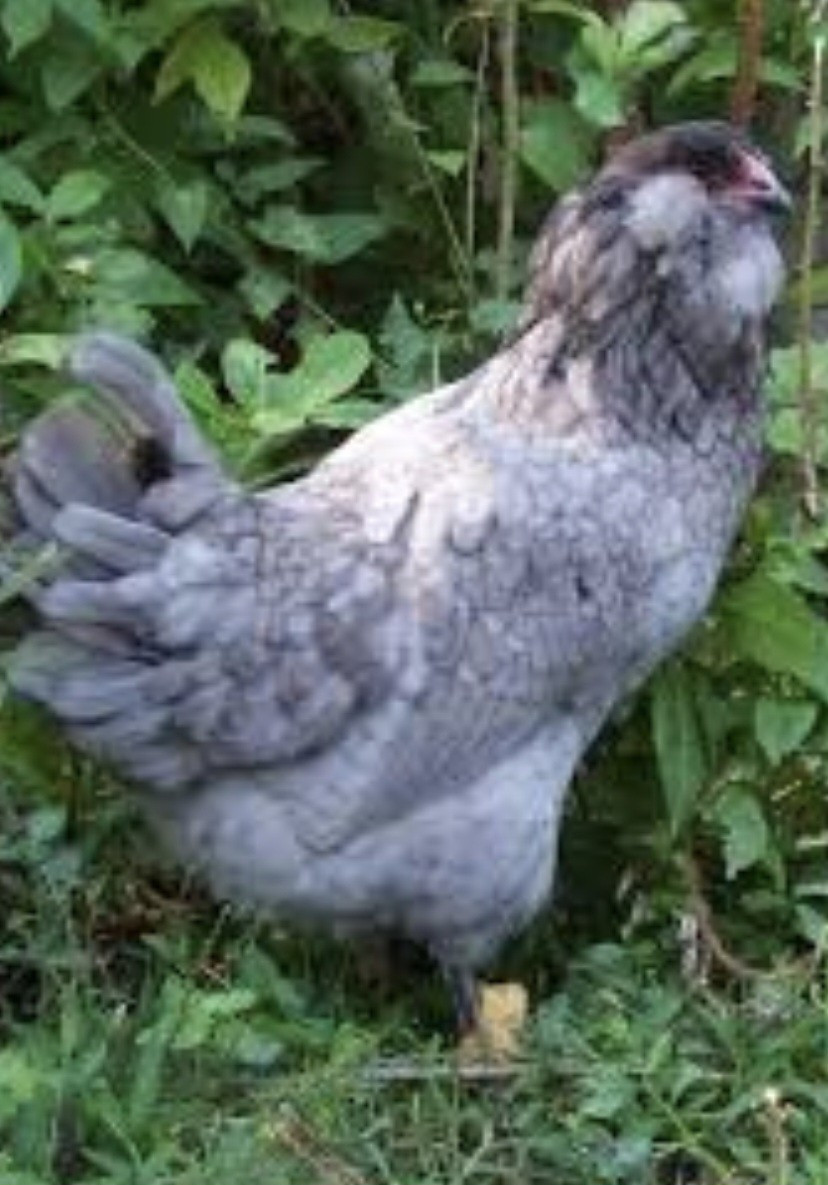 12 Ameraucana Easter Eggers Beautiful Unique Multi Colored Hatching Eggs NPIP